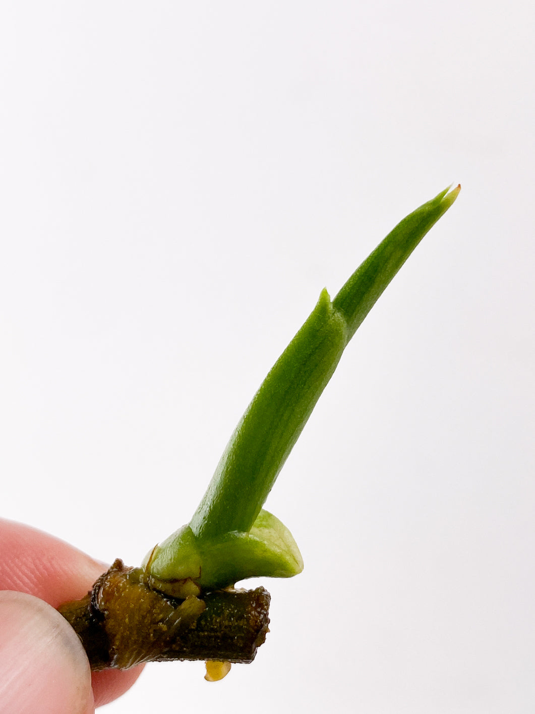Grower Choice: syngonium scrambled egg Rooting sprout