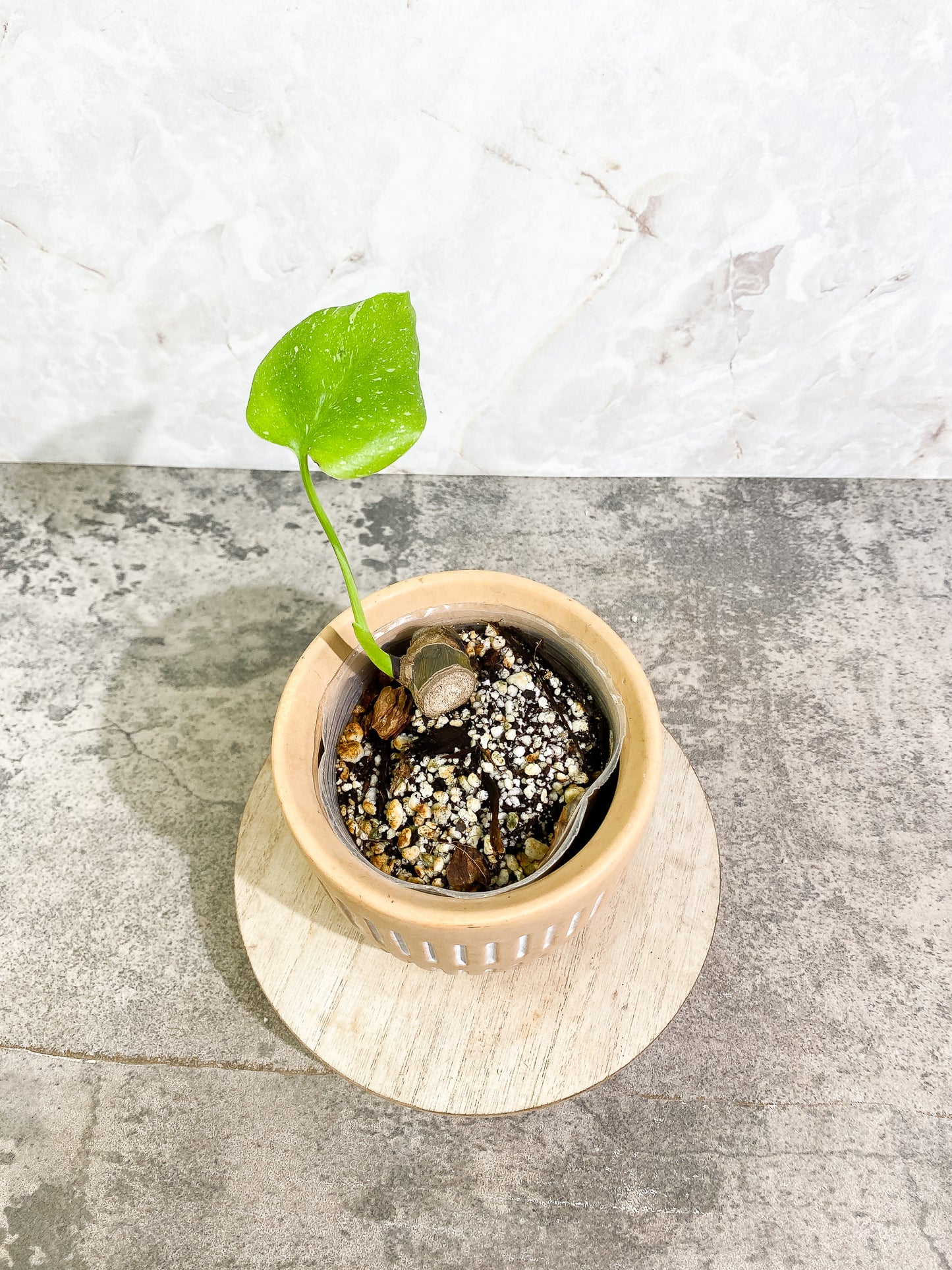 Monstera Thai Constellaton 1 leaf slightly rooted node