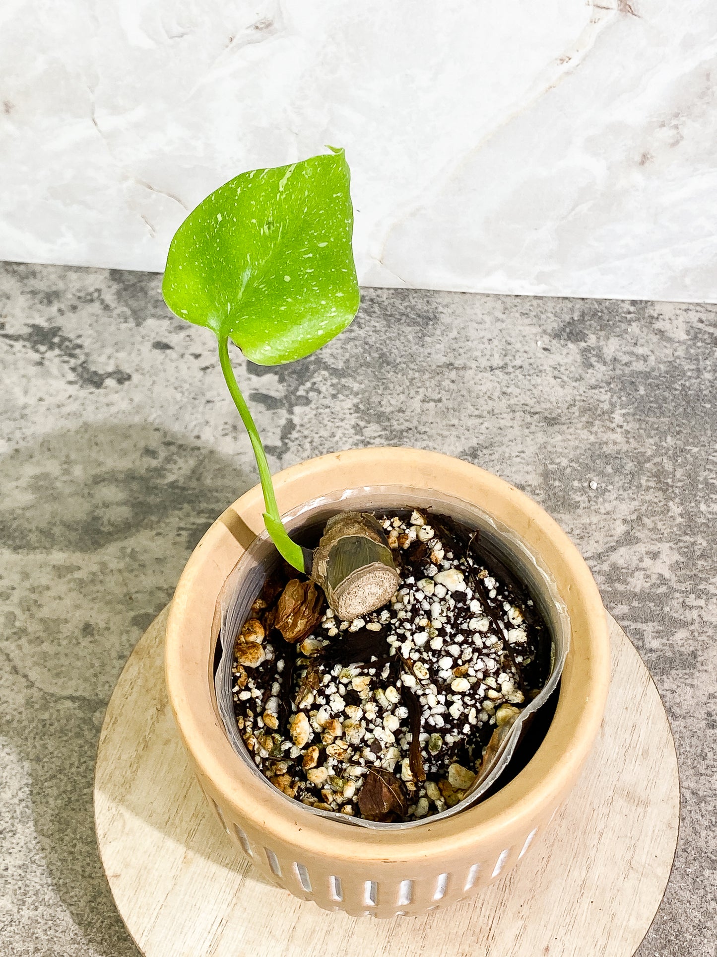Monstera Thai Constellaton 1 leaf slightly rooted node