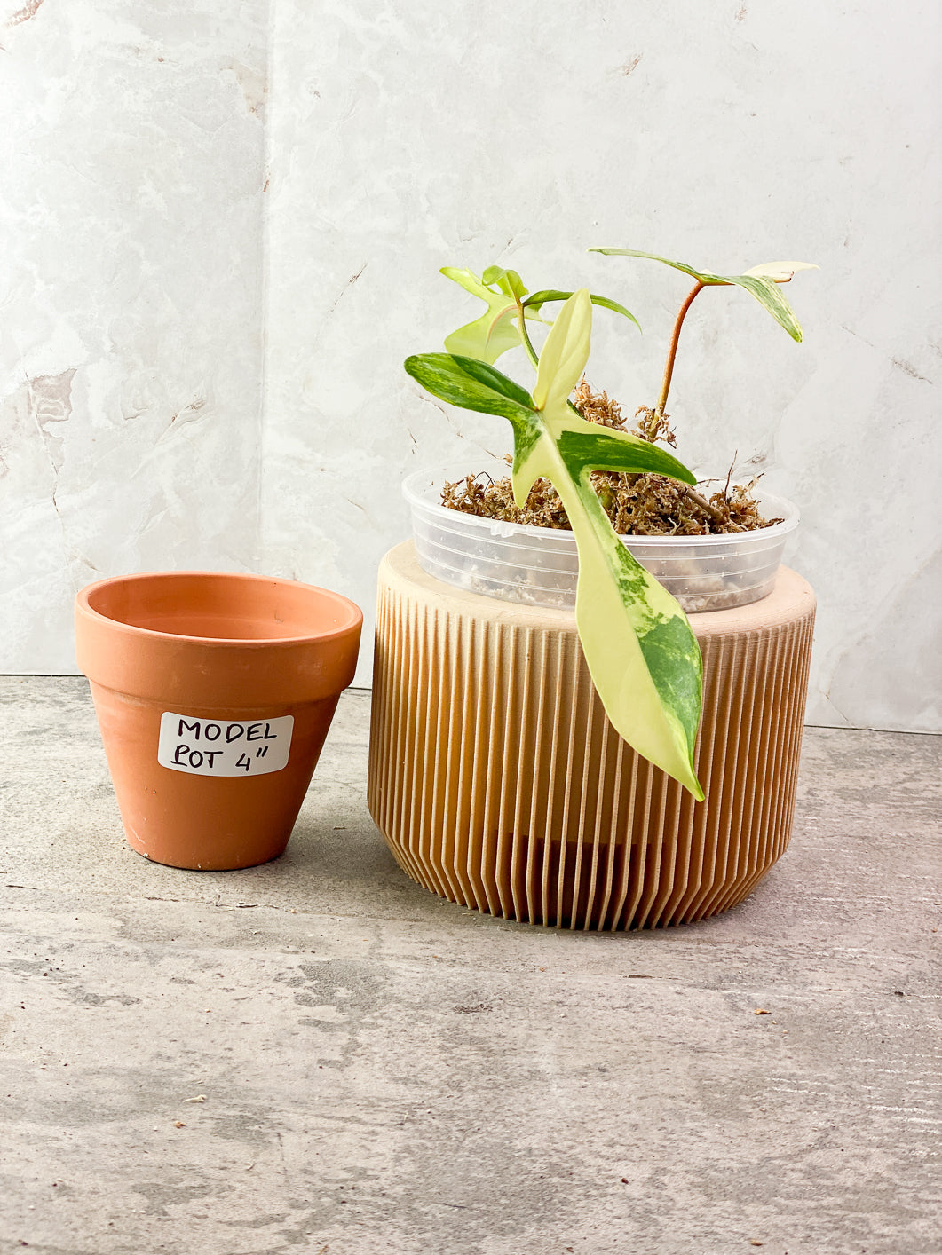 Philodendron Florida Beauty 3 leaves 1 sprout Slightly Rooted