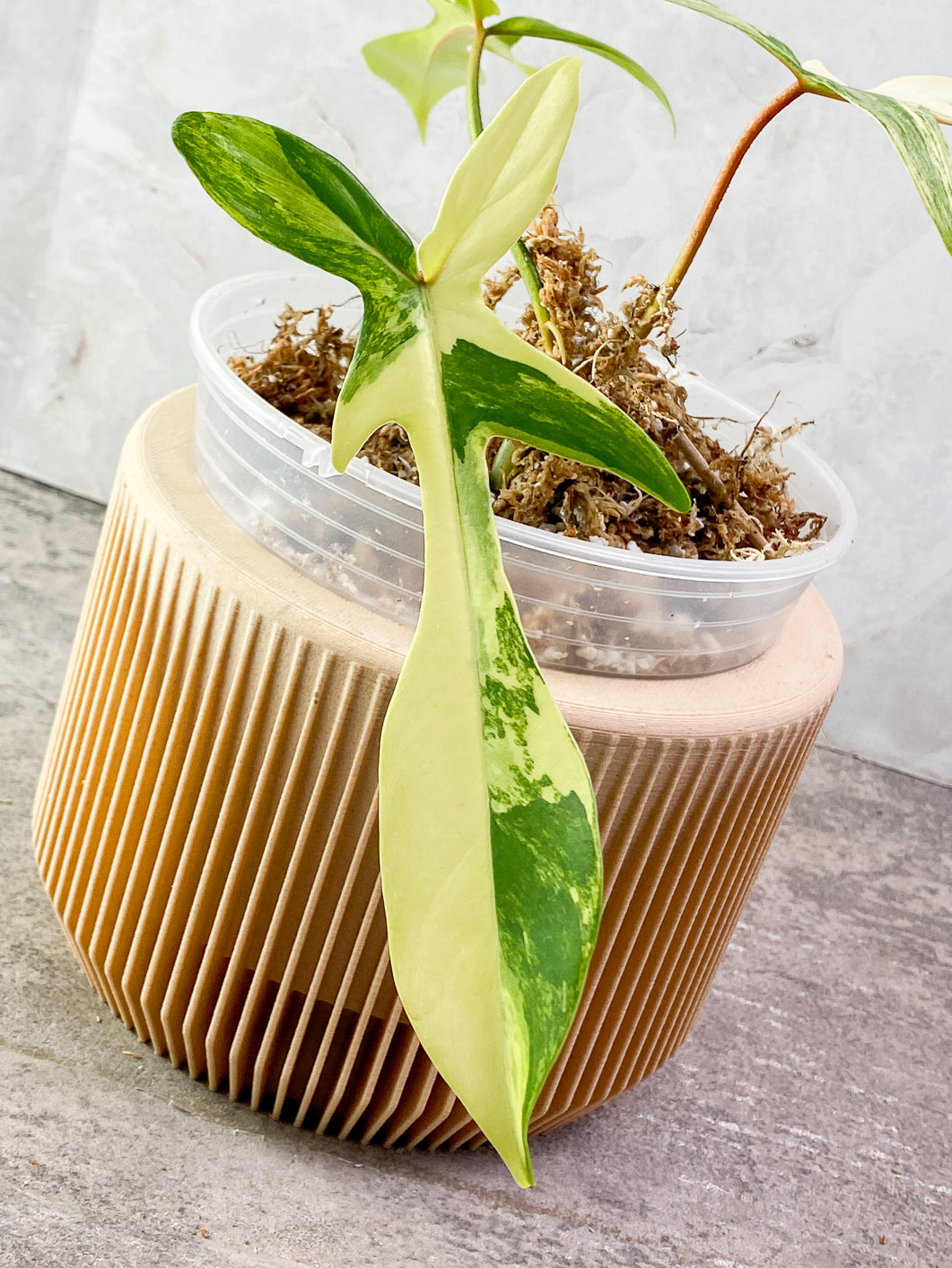 Philodendron Florida Beauty 3 leaves 1 sprout Slightly Rooted