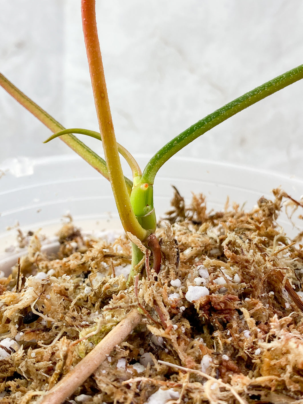 Philodendron Florida Beauty 3 leaves 1 sprout Slightly Rooted