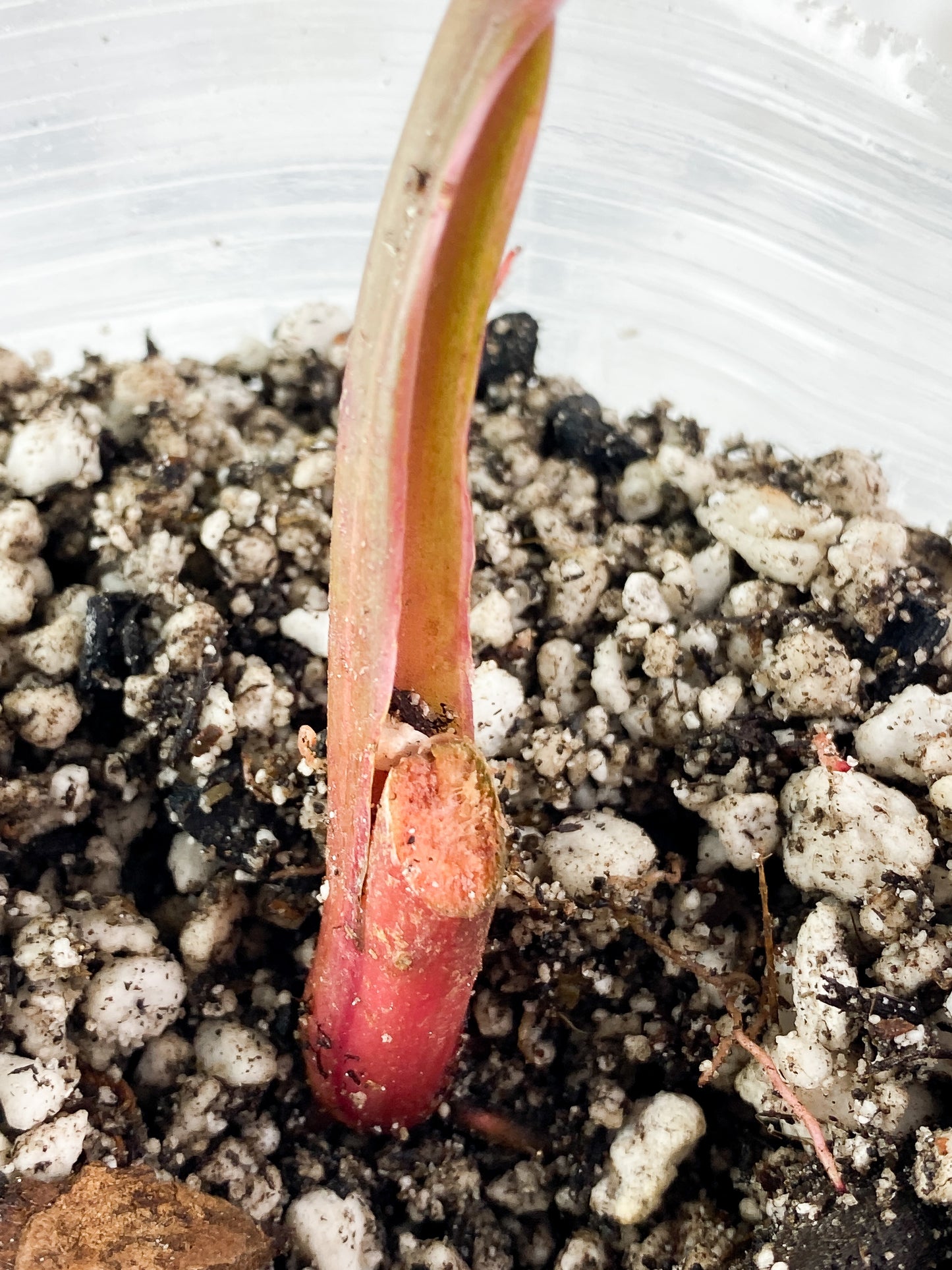Philodendron Strawberry Shake Rooted
