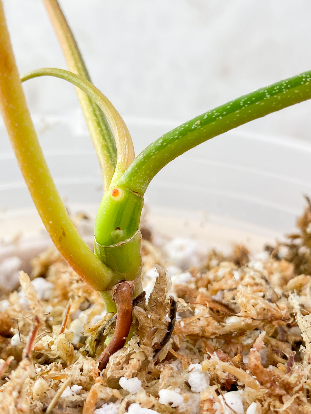 Philodendron Florida Beauty 3 leaves 1 sprout Slightly Rooted