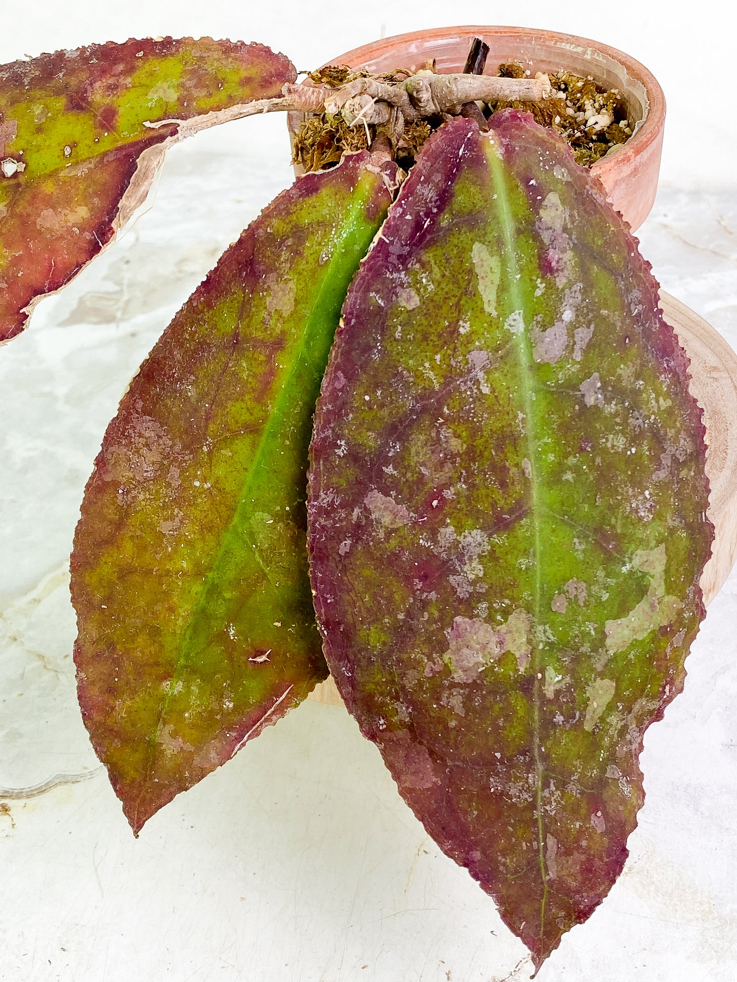 Hoya undulata Rooted 3 leaves Sunstressed