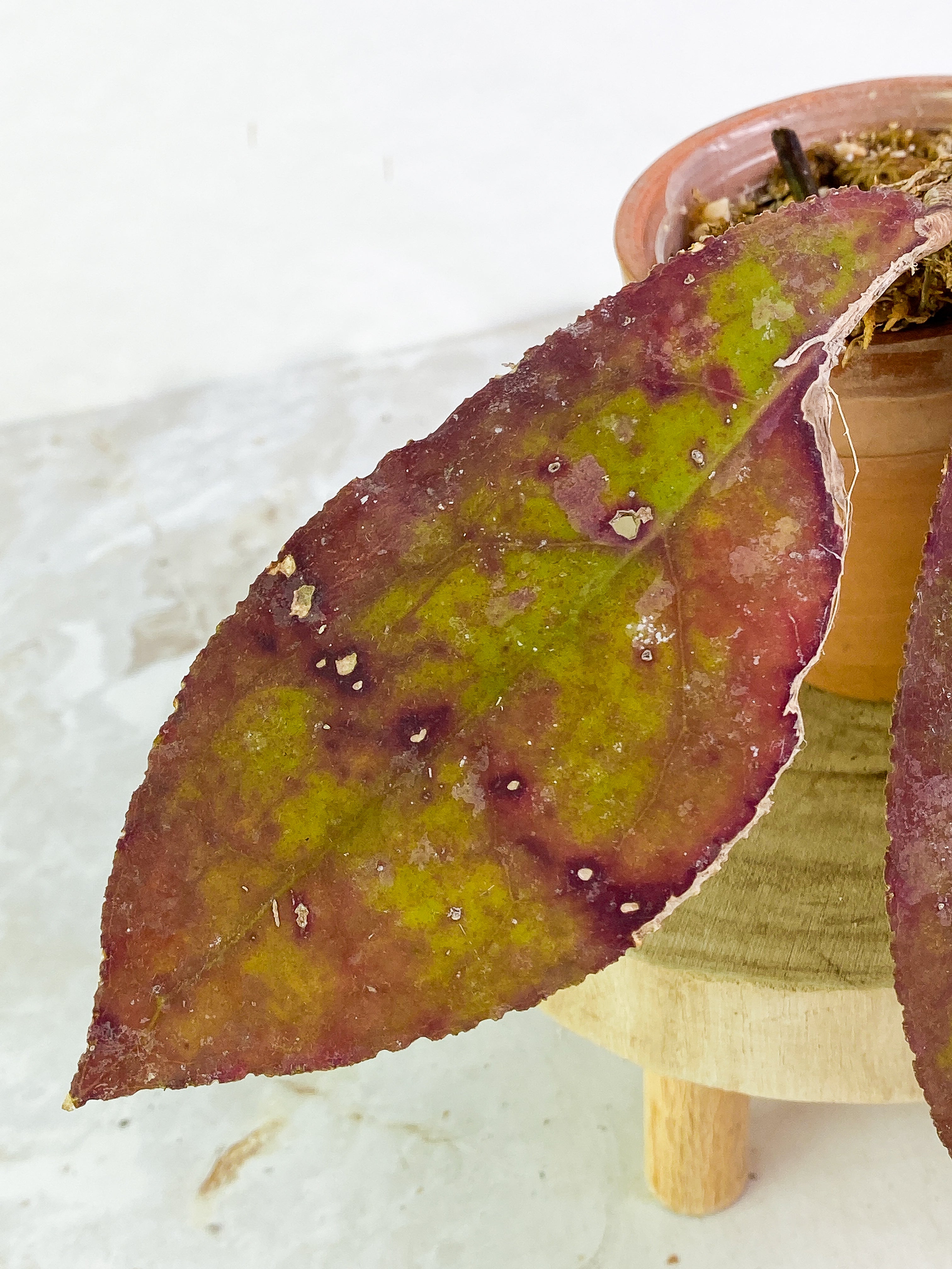 Hoya undulata Rooted 3 leaves Sunstressed