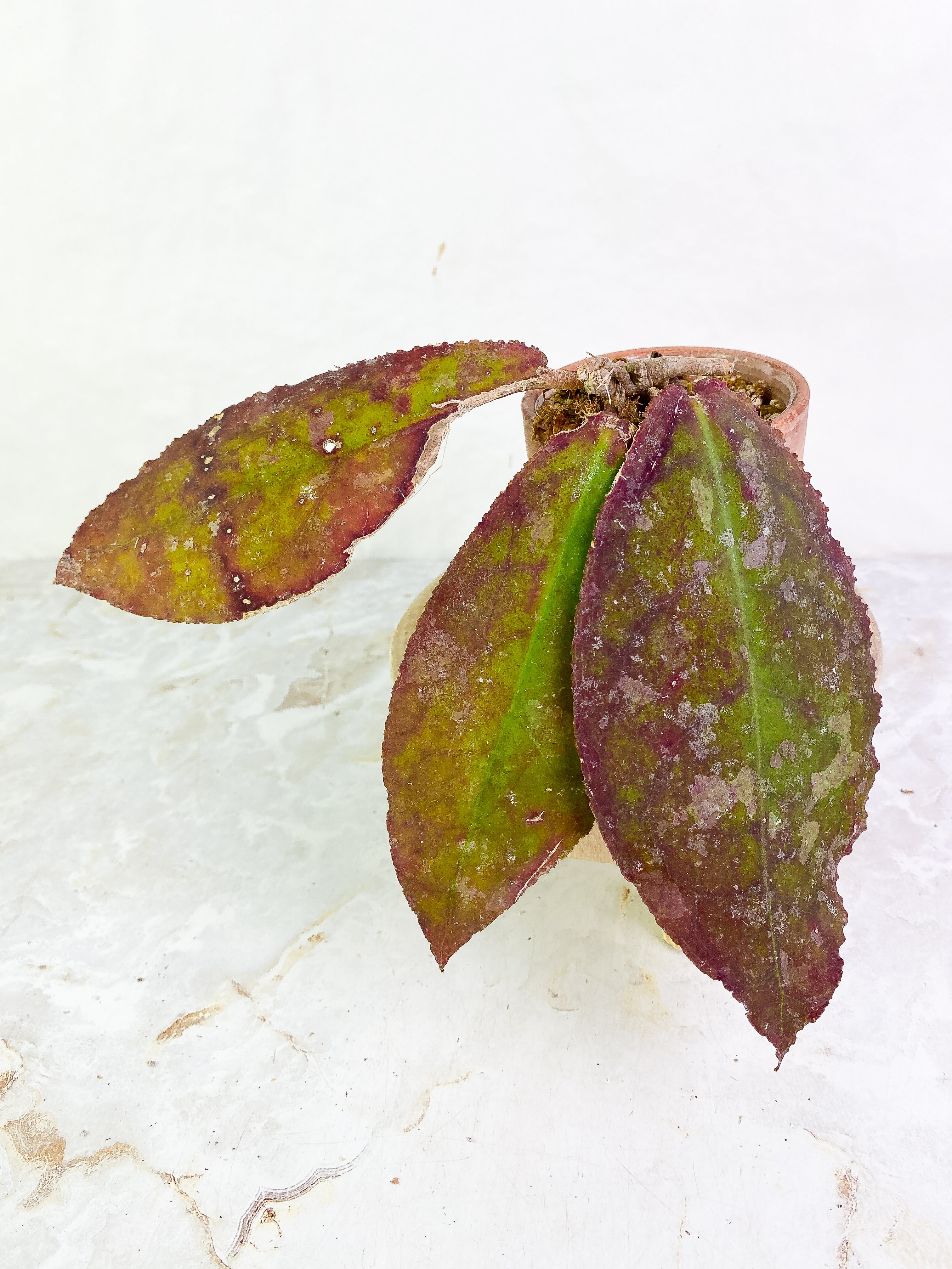 Hoya undulata Rooted 3 leaves Sunstressed