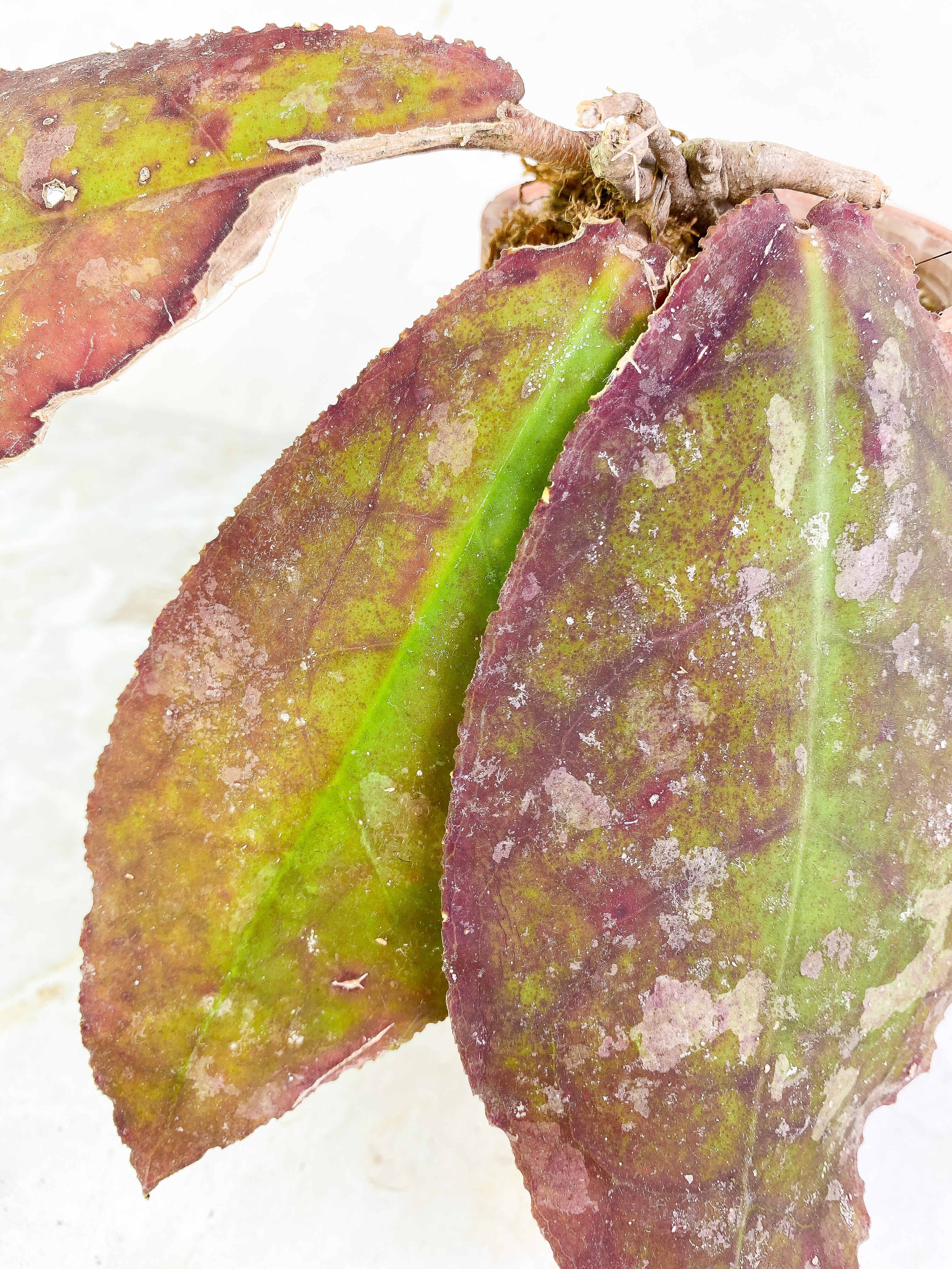 Hoya undulata Rooted 3 leaves Sunstressed