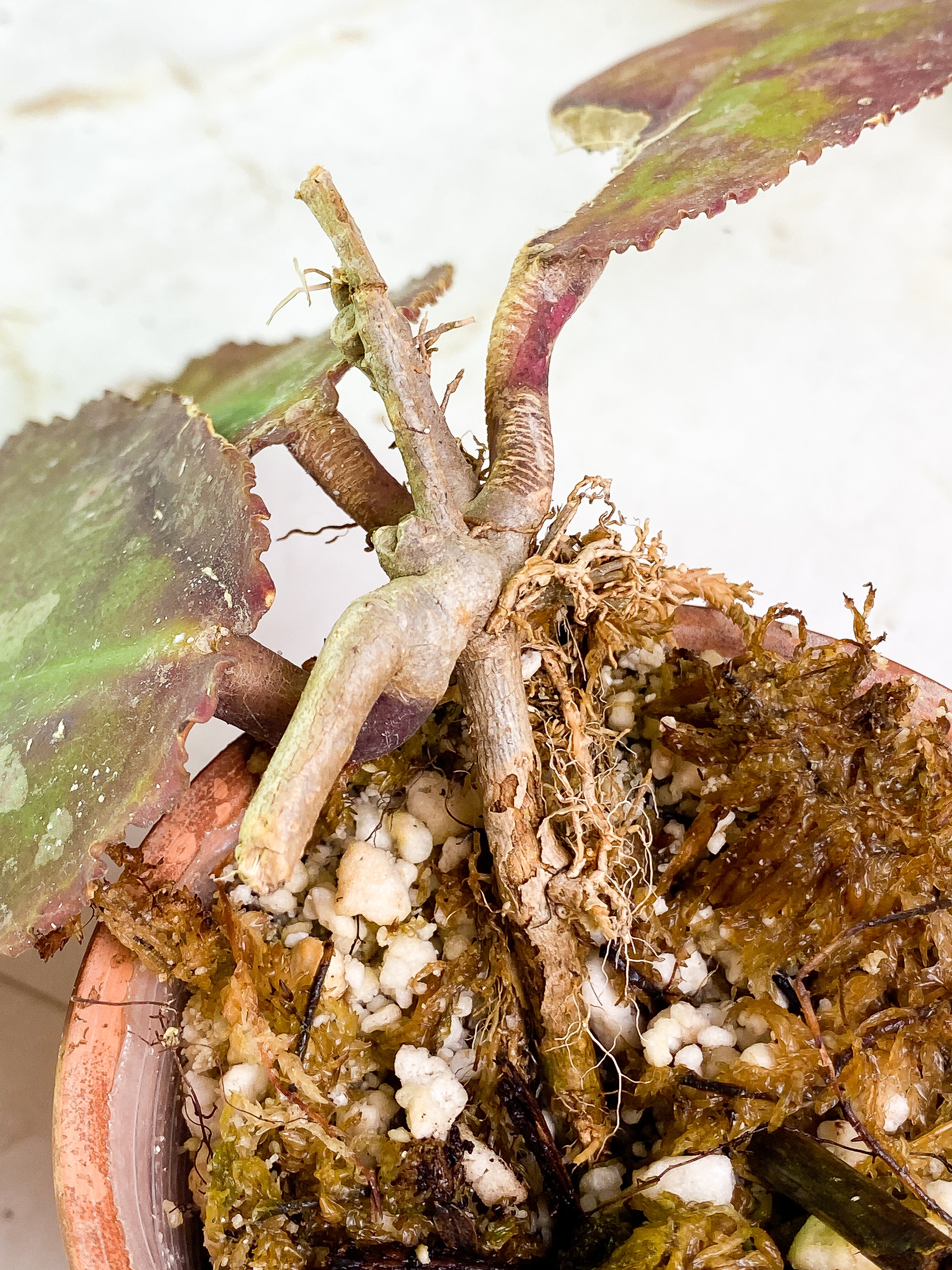 Hoya undulata Rooted 3 leaves Sunstressed