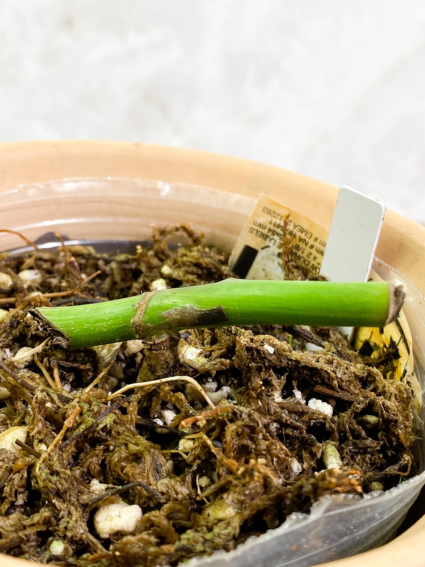 Monstera albo slightly rooted node
