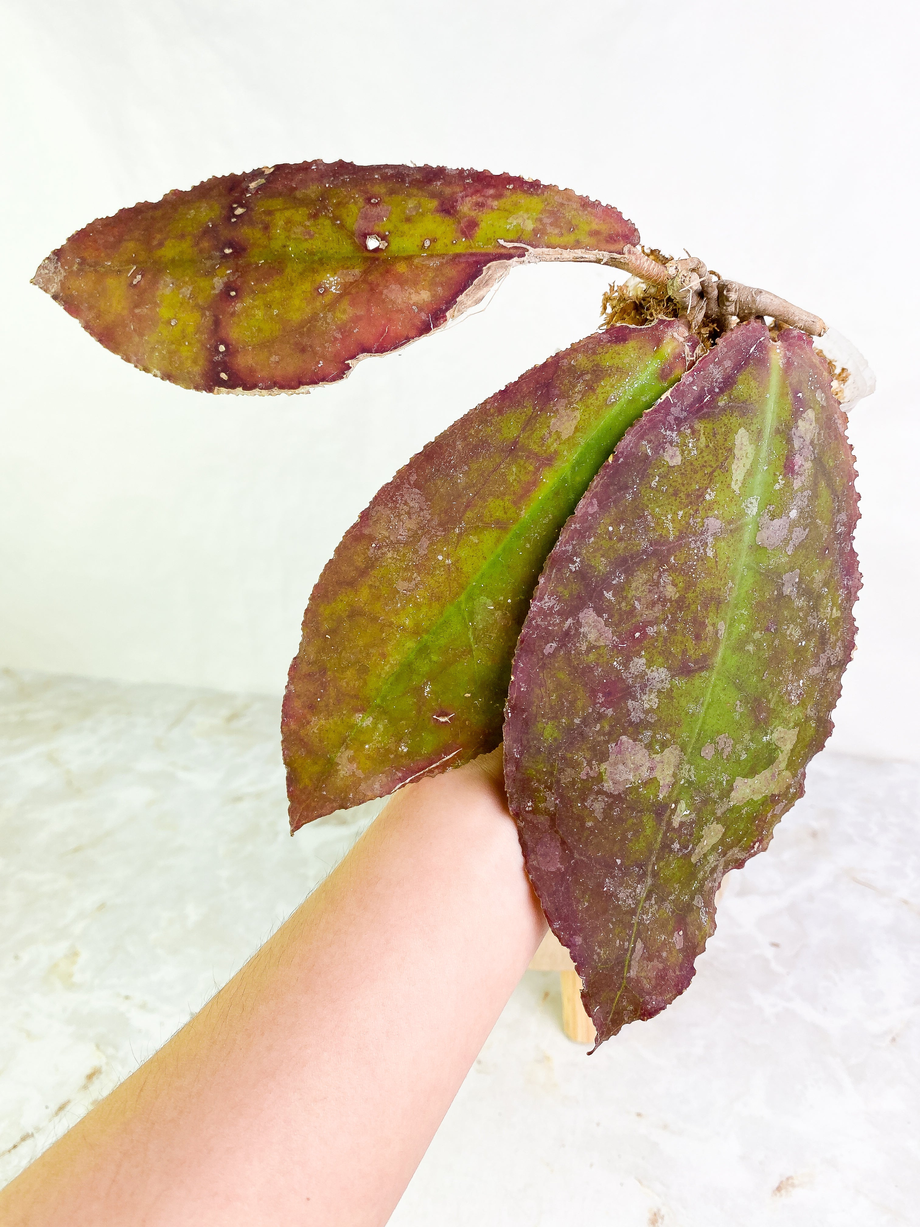 Hoya undulata Rooted 3 leaves Sunstressed