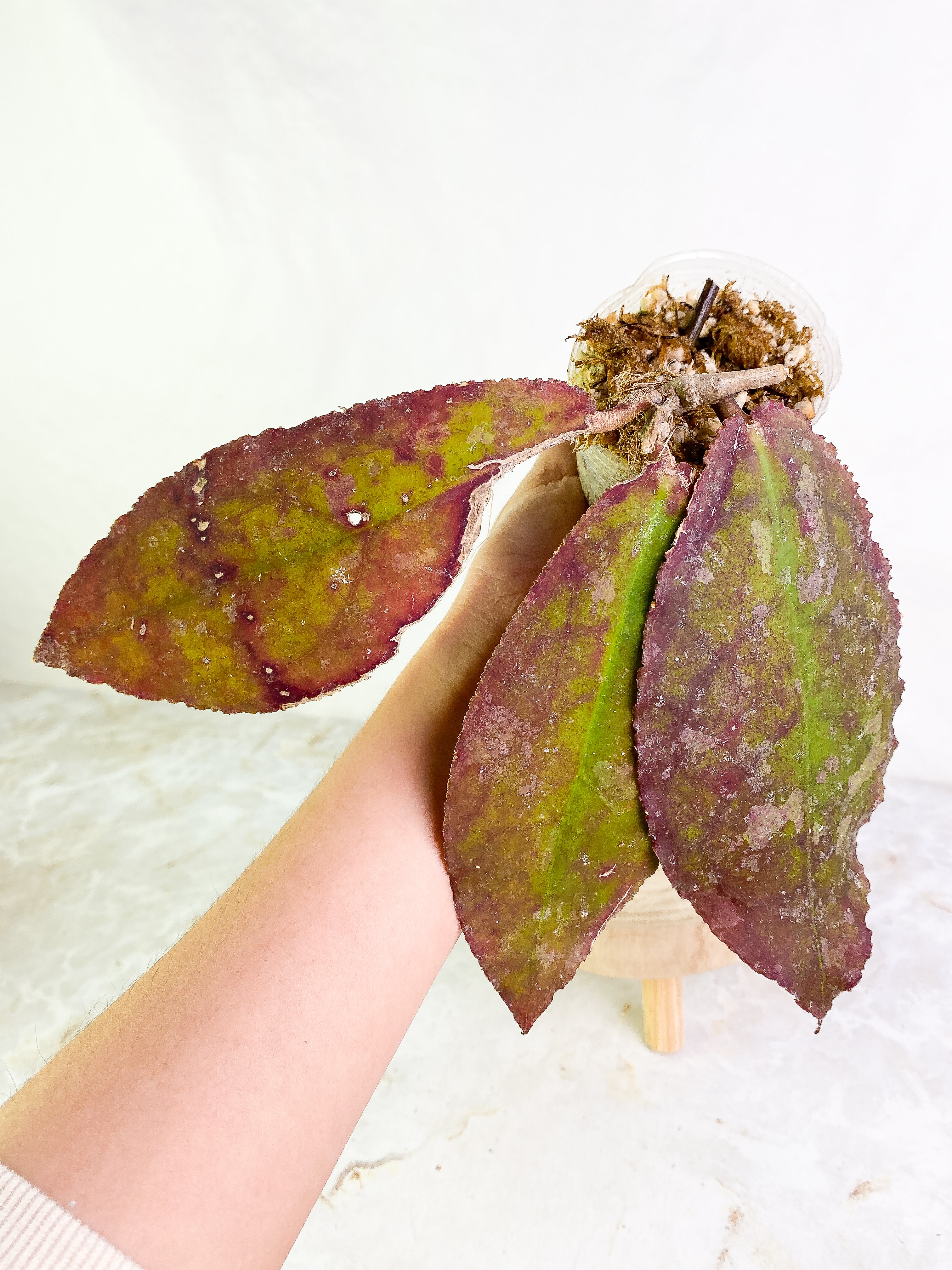 Hoya undulata Rooted 3 leaves Sunstressed