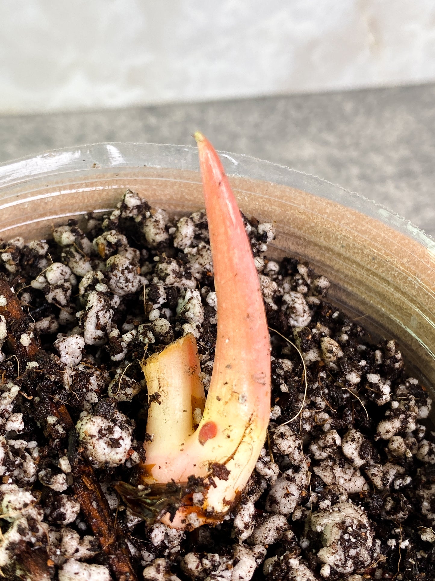 Philodendron pastazanum silver node with 1 sprout rooted