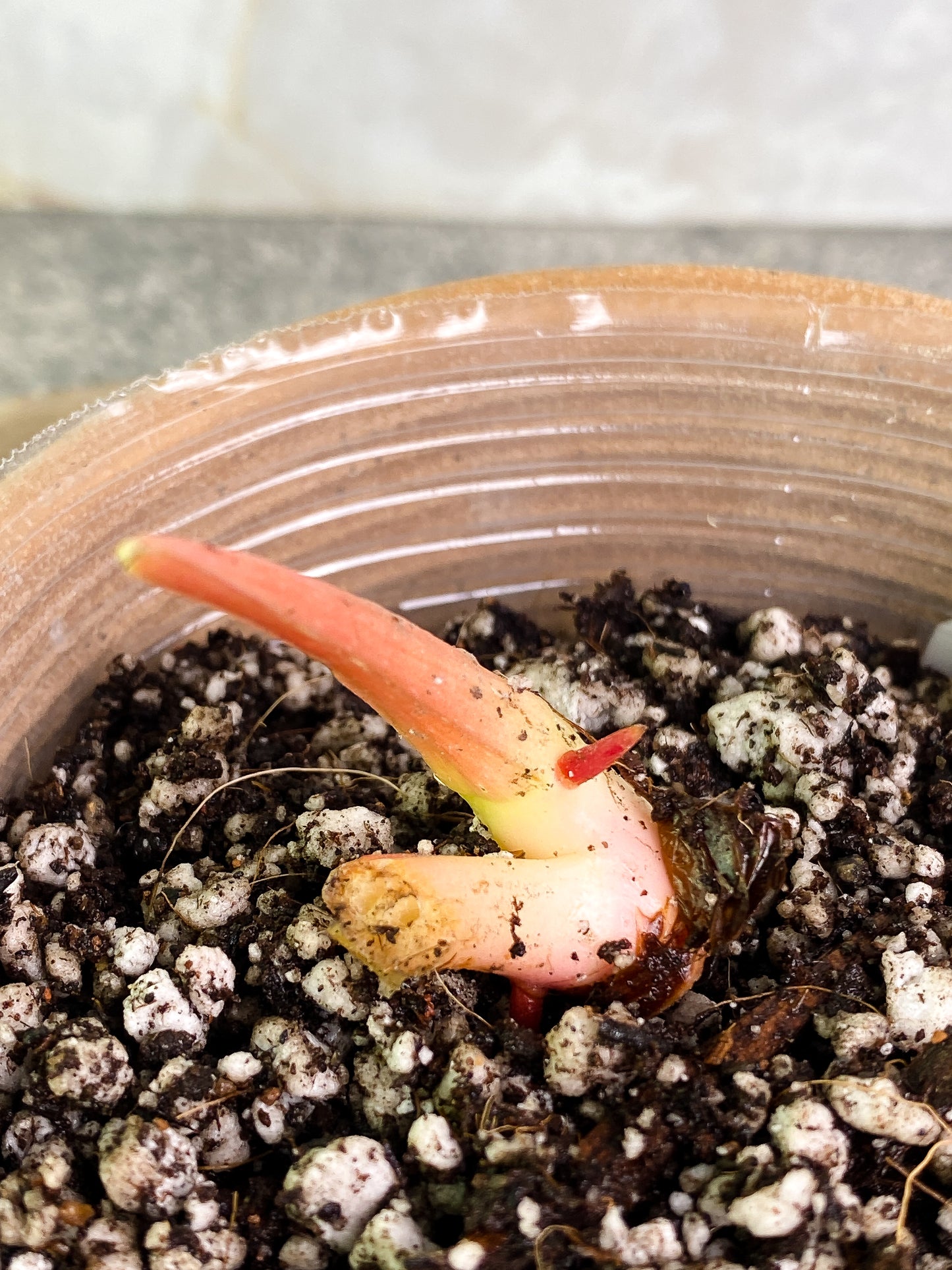 Philodendron pastazanum silver node with 1 sprout rooted