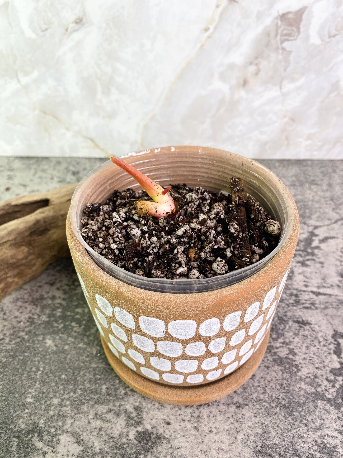 Philodendron pastazanum silver node with 1 sprout rooted