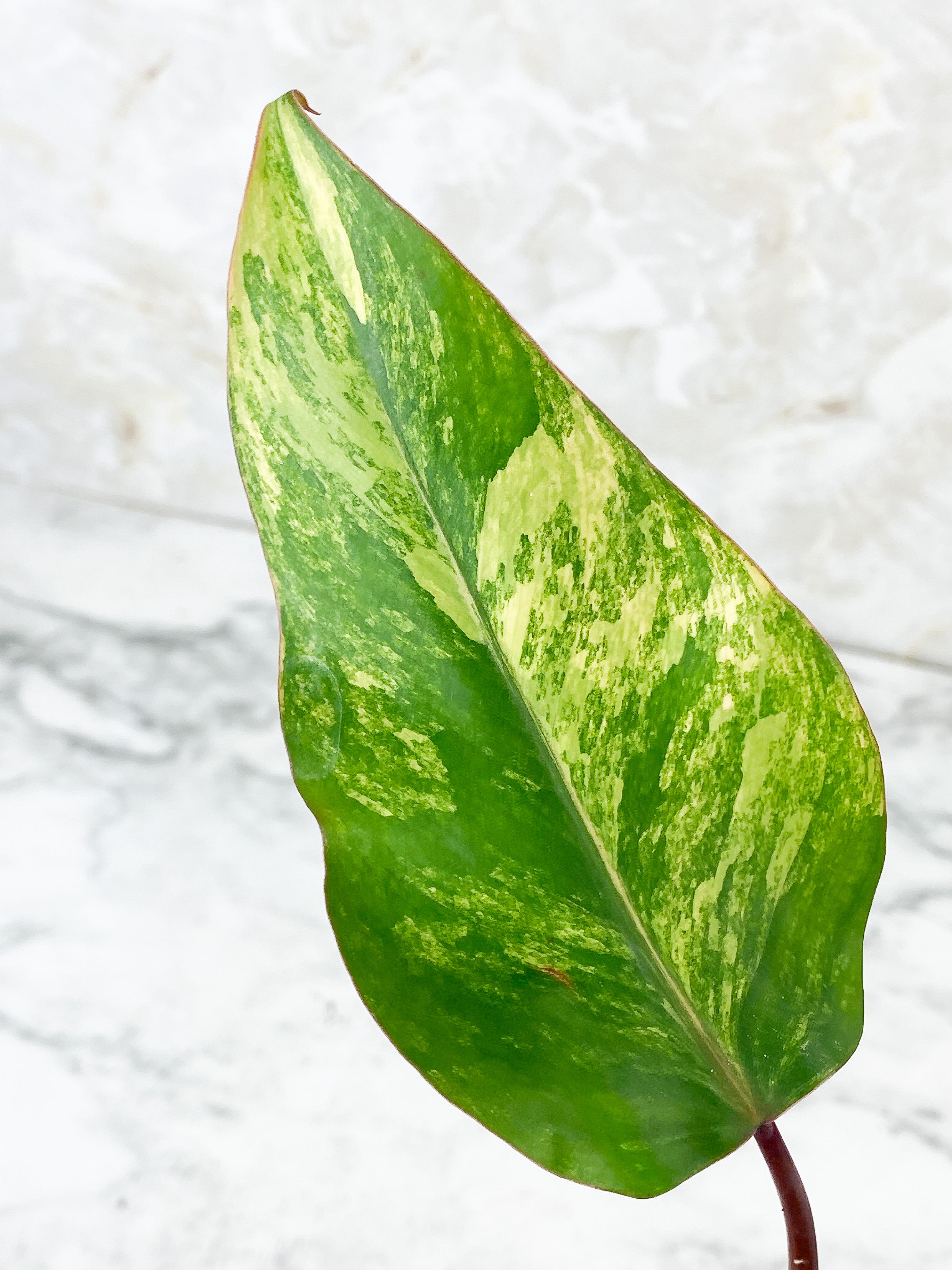 Highly Variegated Philodendron Strawberry Shake Rooting