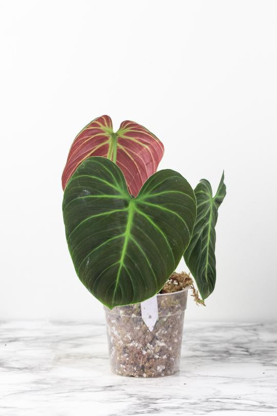 Grower Choice:  PhilodendronEl Choco Red unrooted chonk  (First photo is the mother plant, which is not included in this sale)