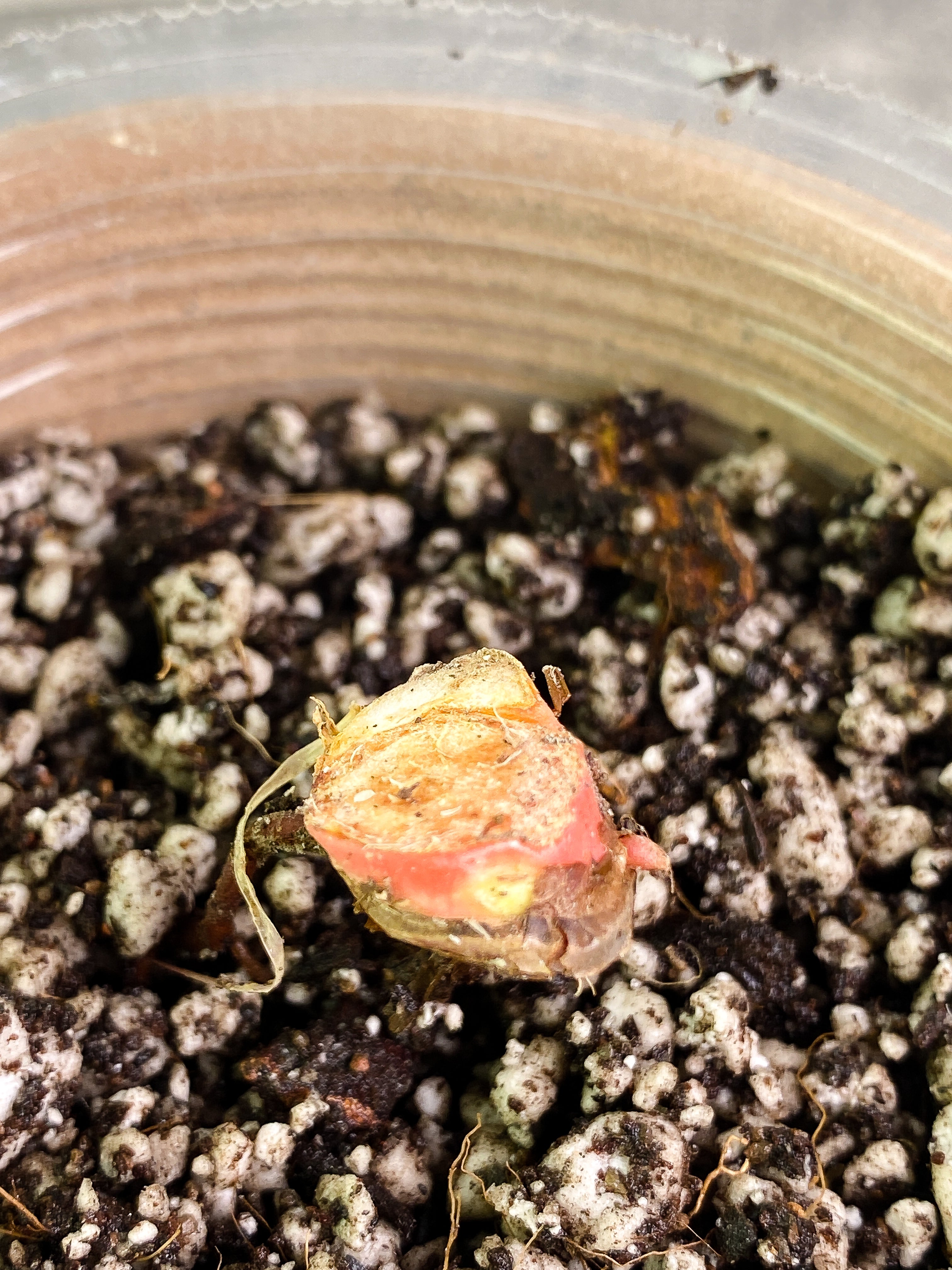 Philodendron pastazanum silver node rooted