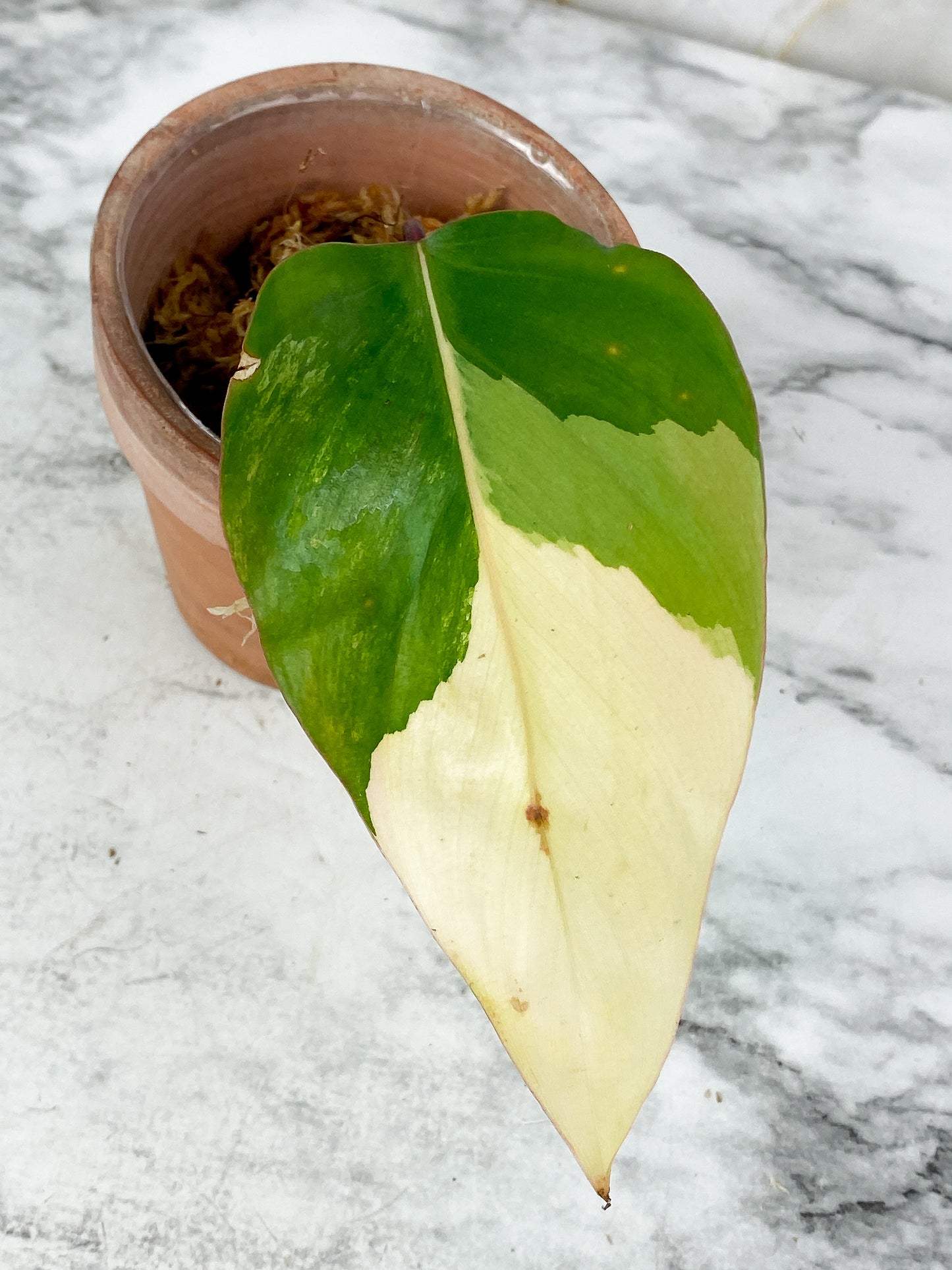 Highly Variegated Philodendron Strawberry Shake Rooting