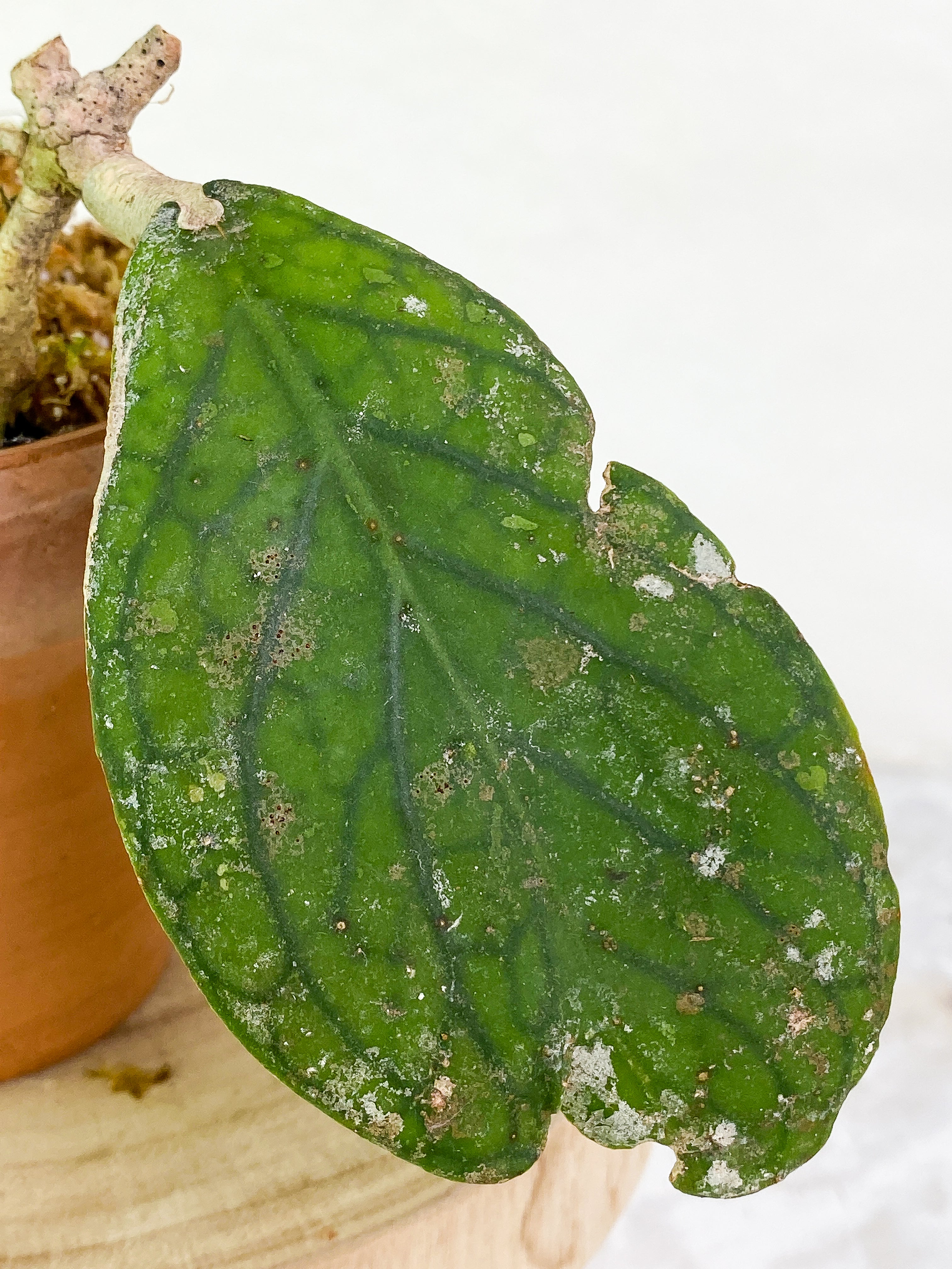 Hoya Tenggamus Slightly Rooted