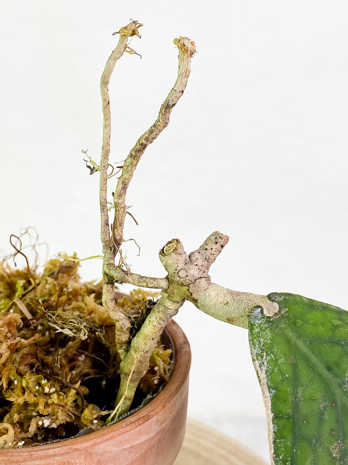 Hoya Tenggamus Slightly Rooted