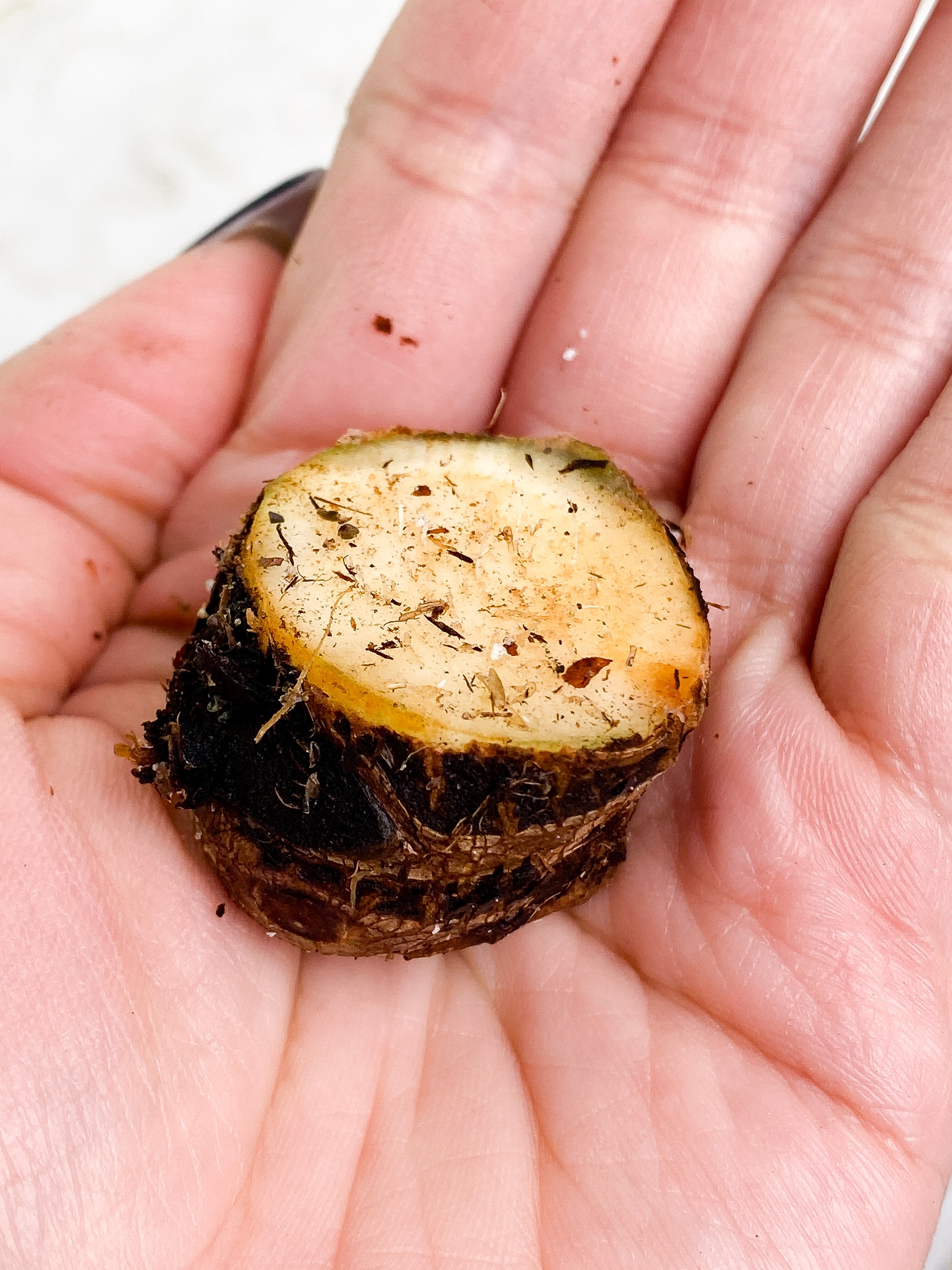 Philodendron Giganteum Variegated 2 sprouts unrooted node