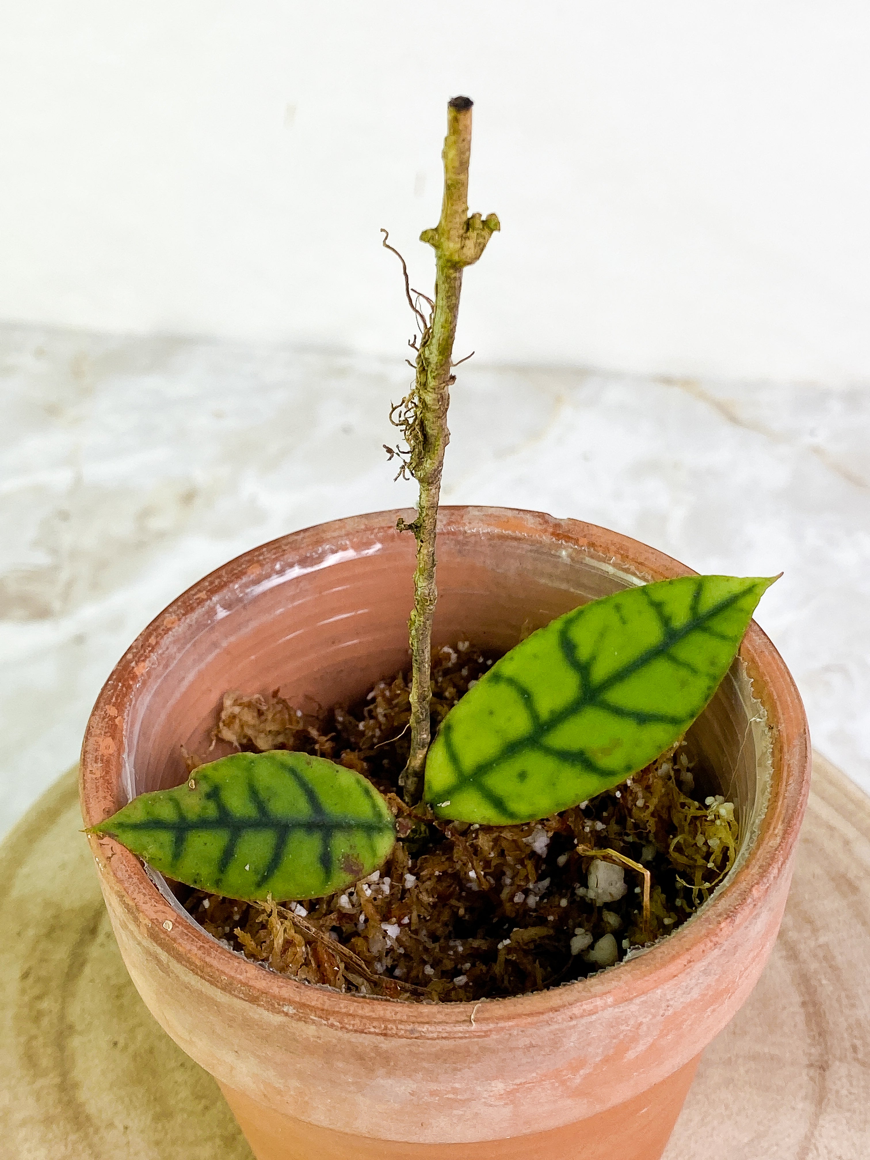 Hoya Gunung Gading Rooting 2 leaves