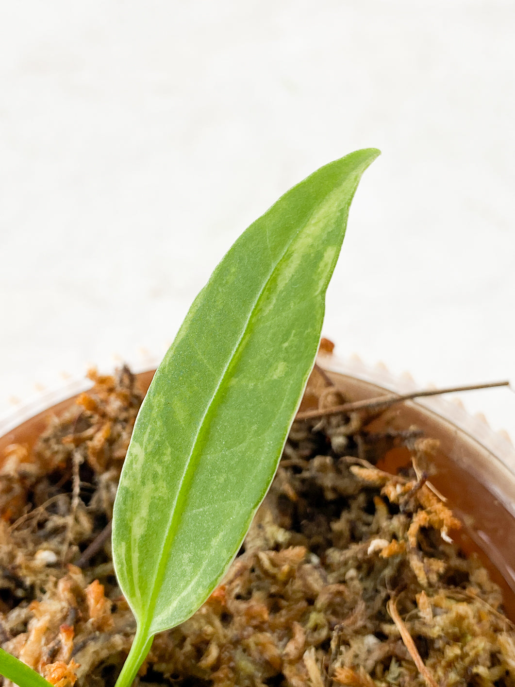Anthurium Vittarifolum variegated  Rooted