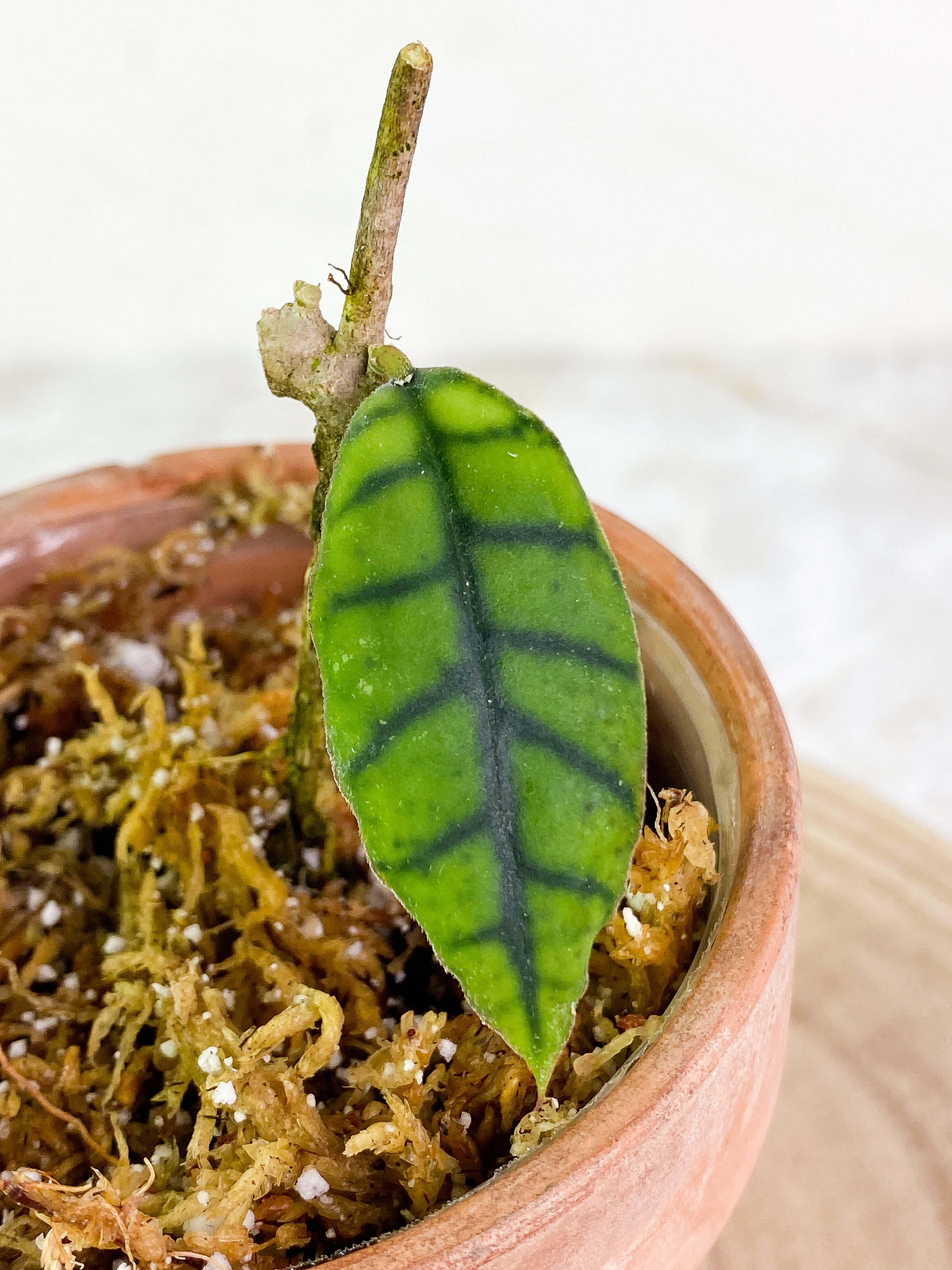 Hoya Gunung Gading Slightly Rooted 1 leaf