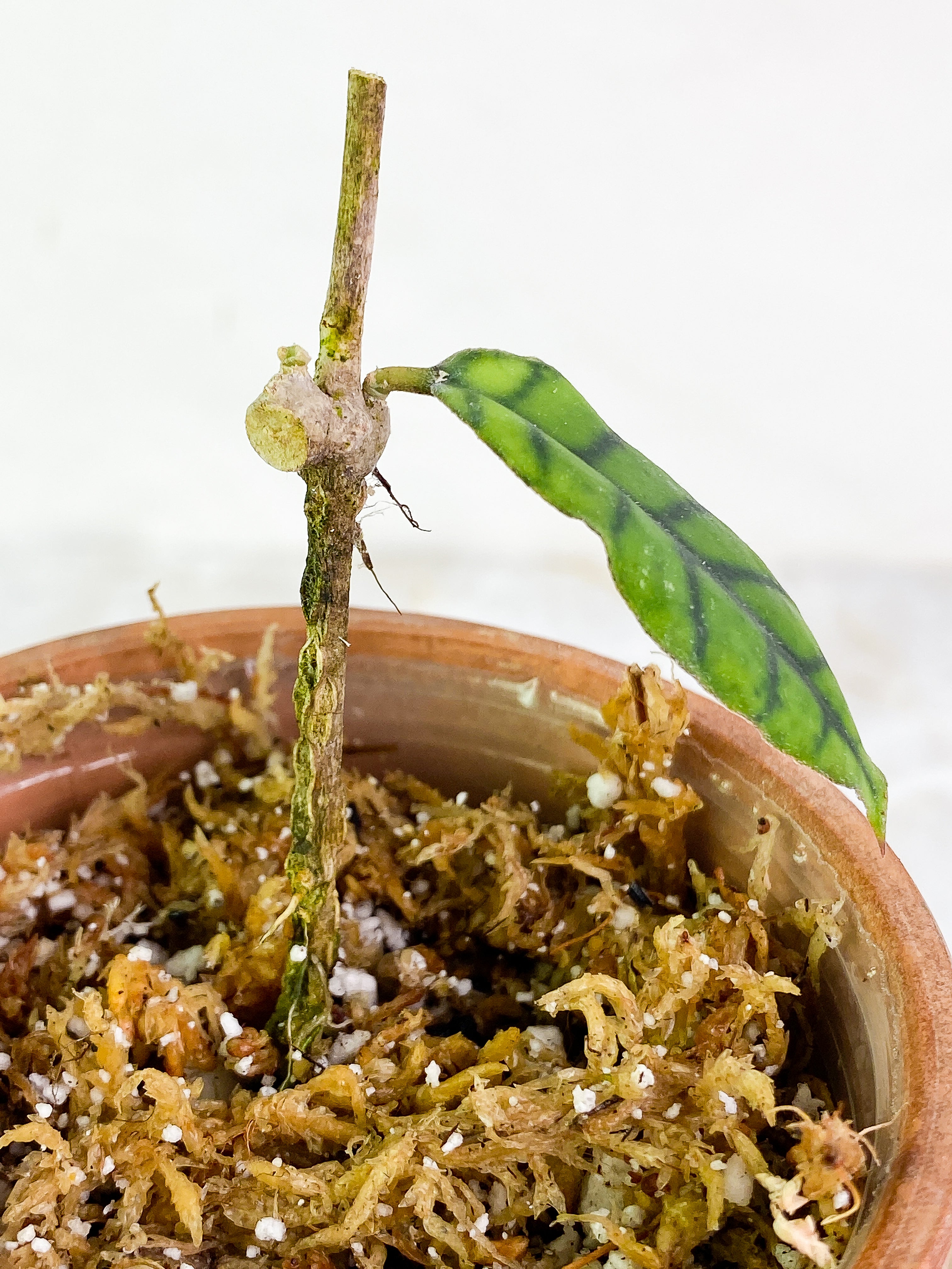 Hoya Gunung Gading Slightly Rooted 1 leaf