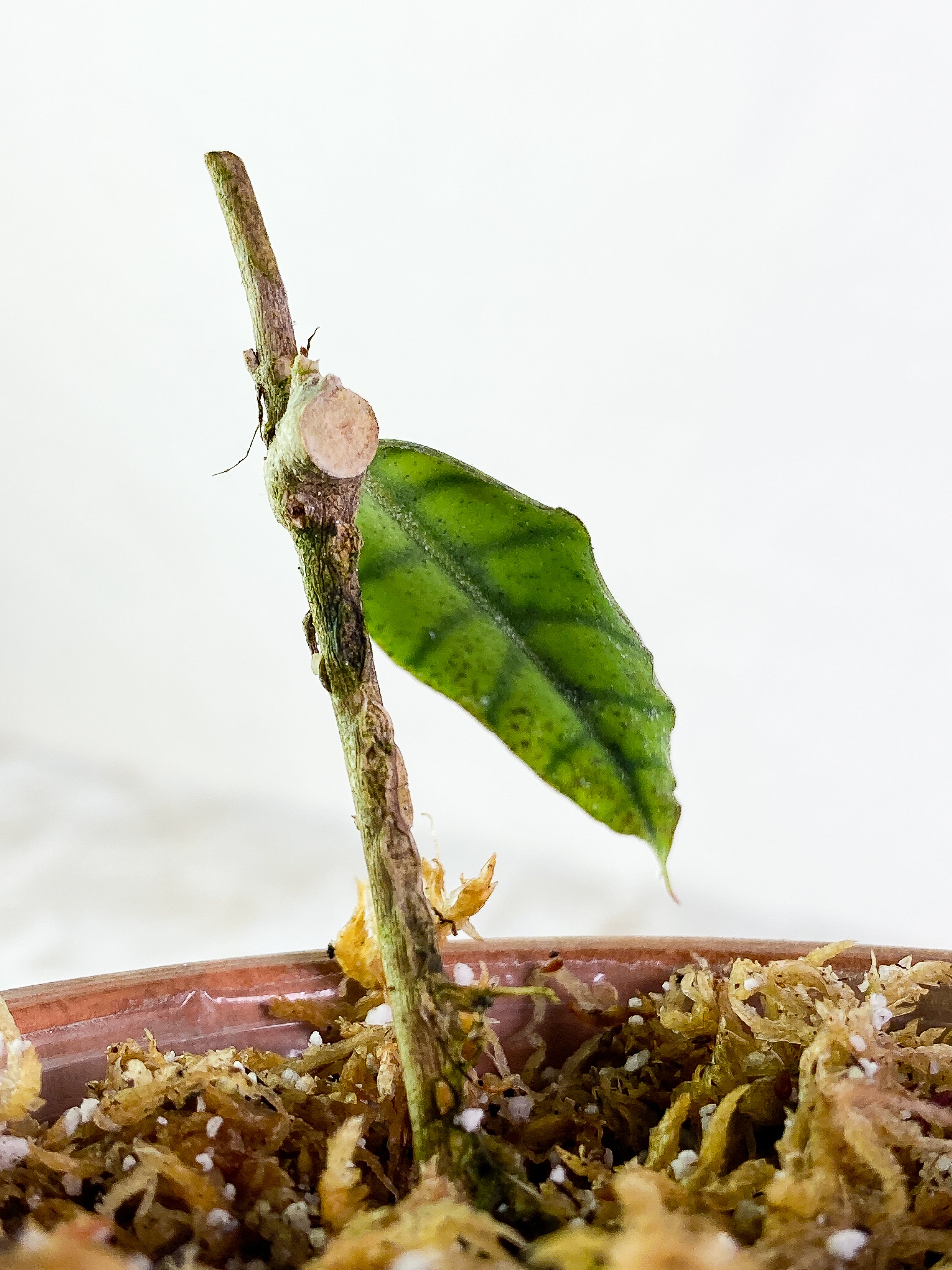 Hoya Gunung Gading Slightly Rooted 1 leaf