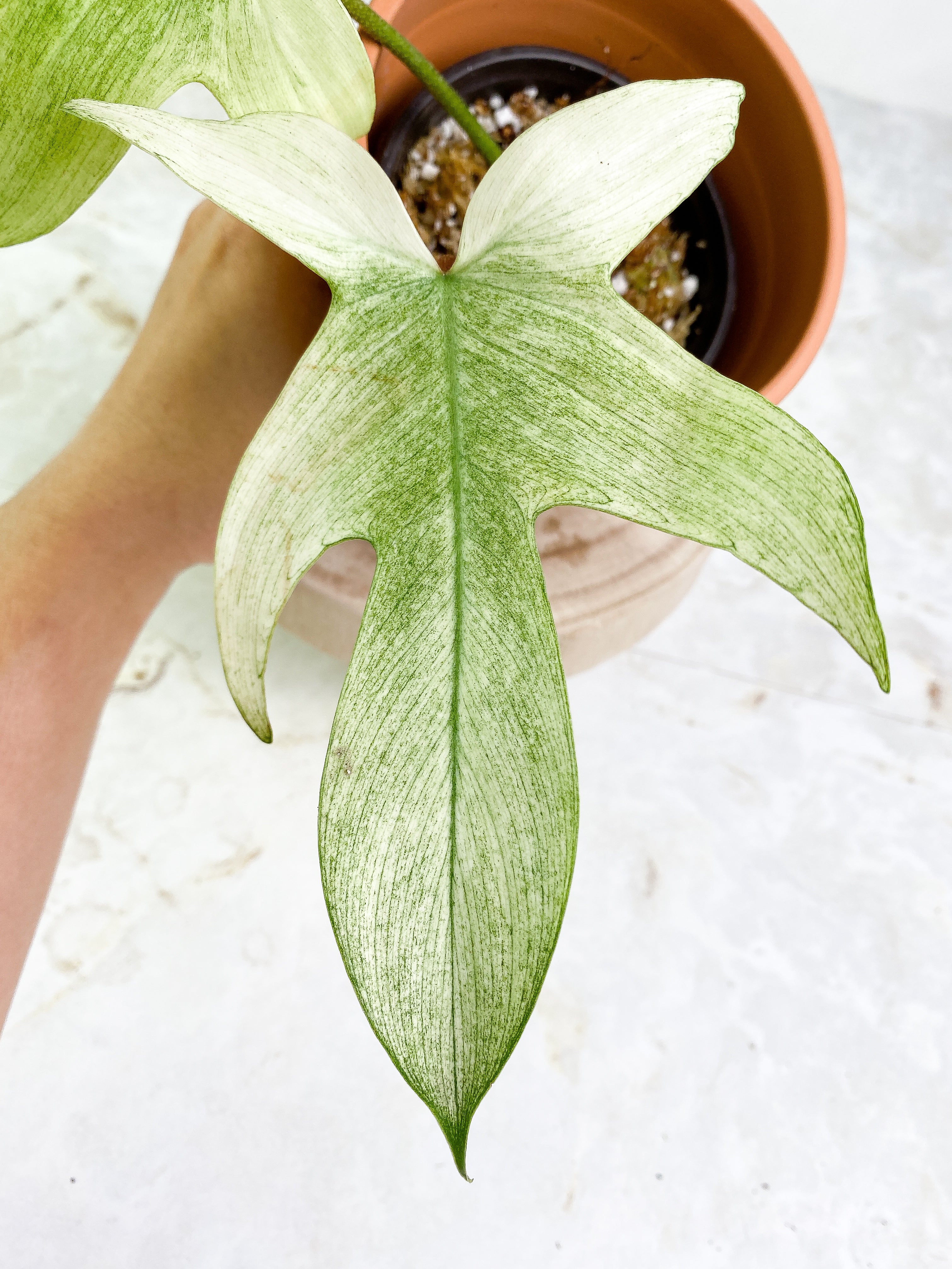 Philodendron ghost mint 2 leaves 1 sprout Rooting