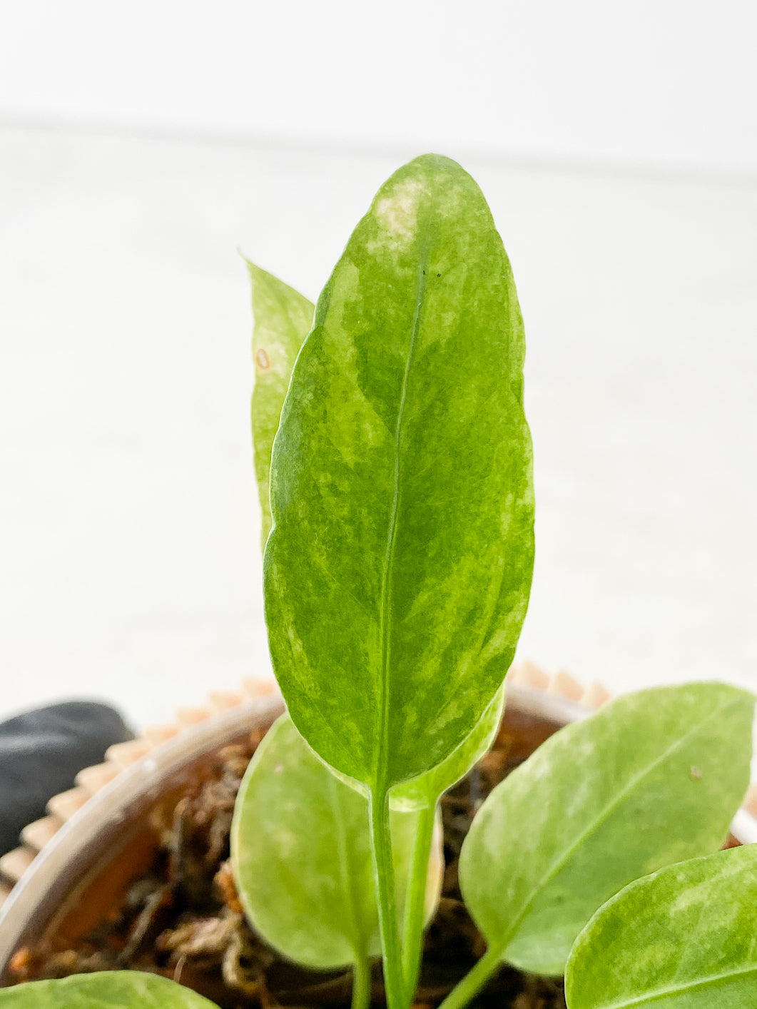 Anthurium Vittarifolum variegated  Rooted