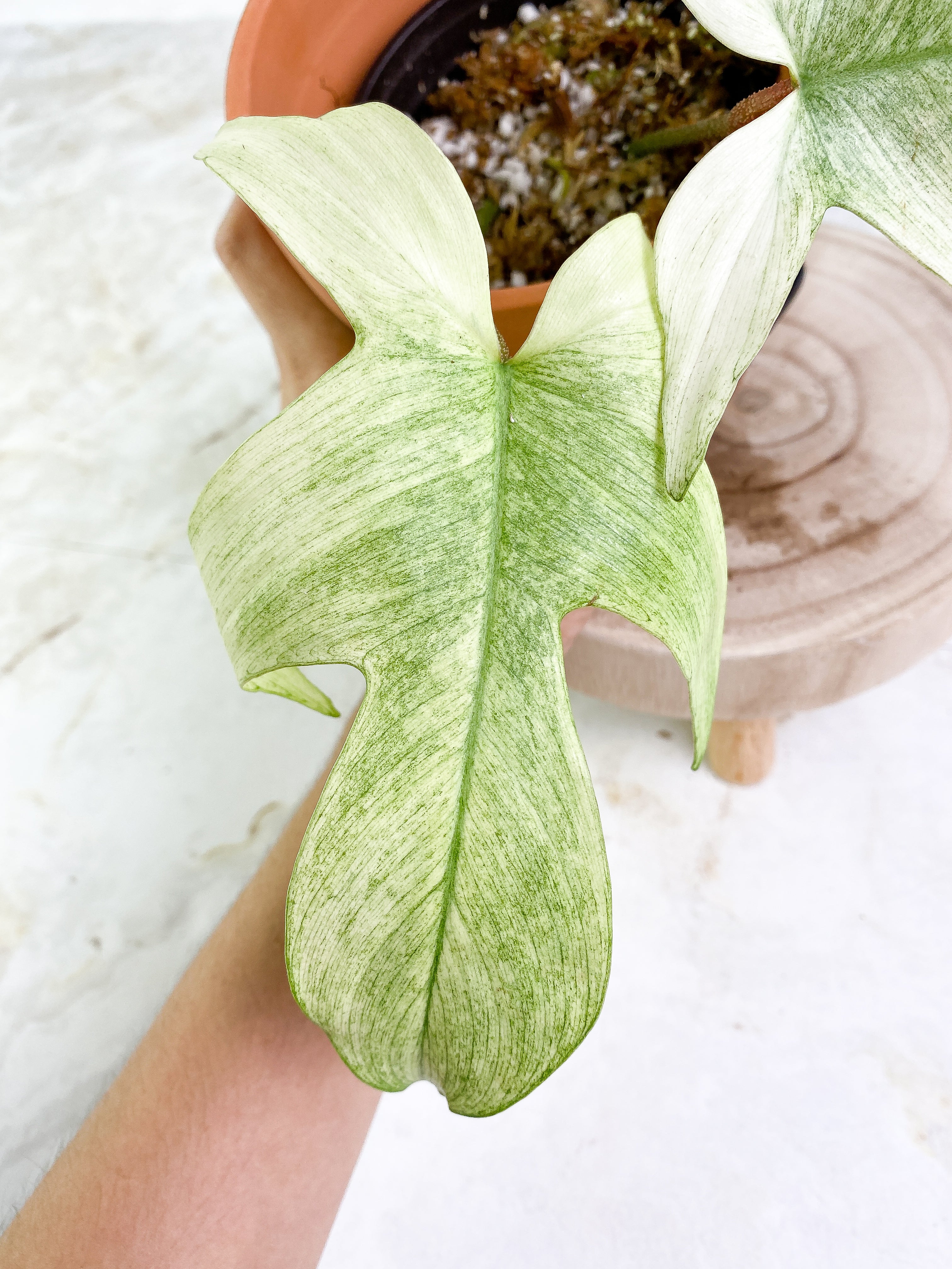 Philodendron ghost mint 2 leaves 1 sprout Rooting