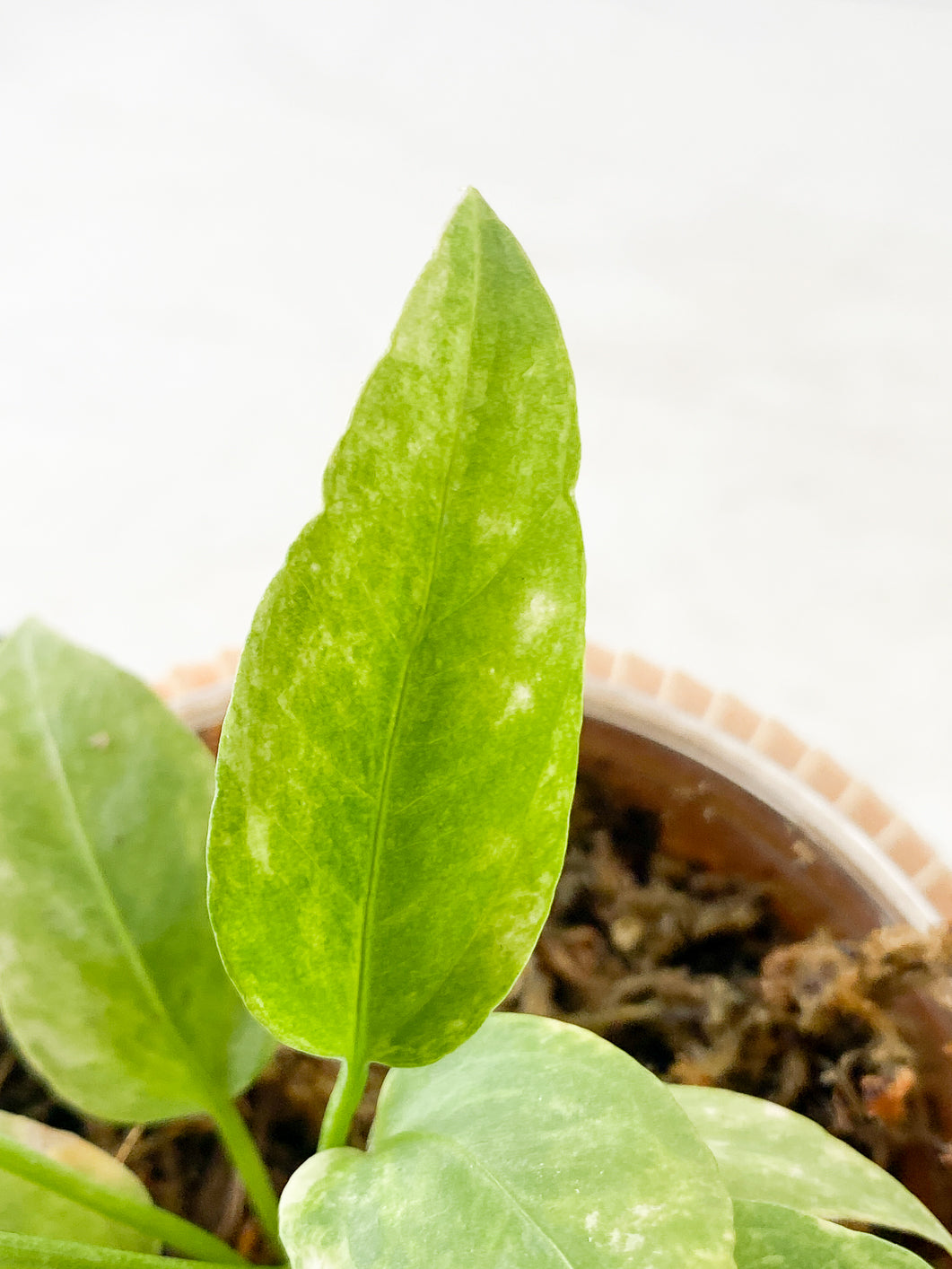 Anthurium Vittarifolum variegated  Rooted