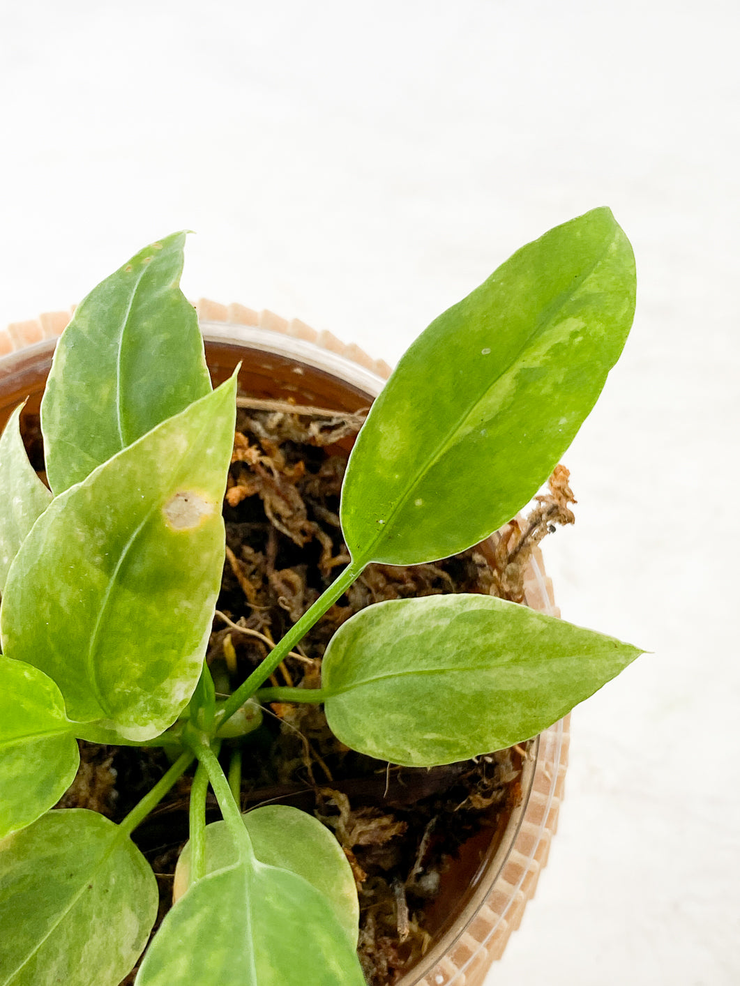 Anthurium Vittarifolum variegated  Rooted