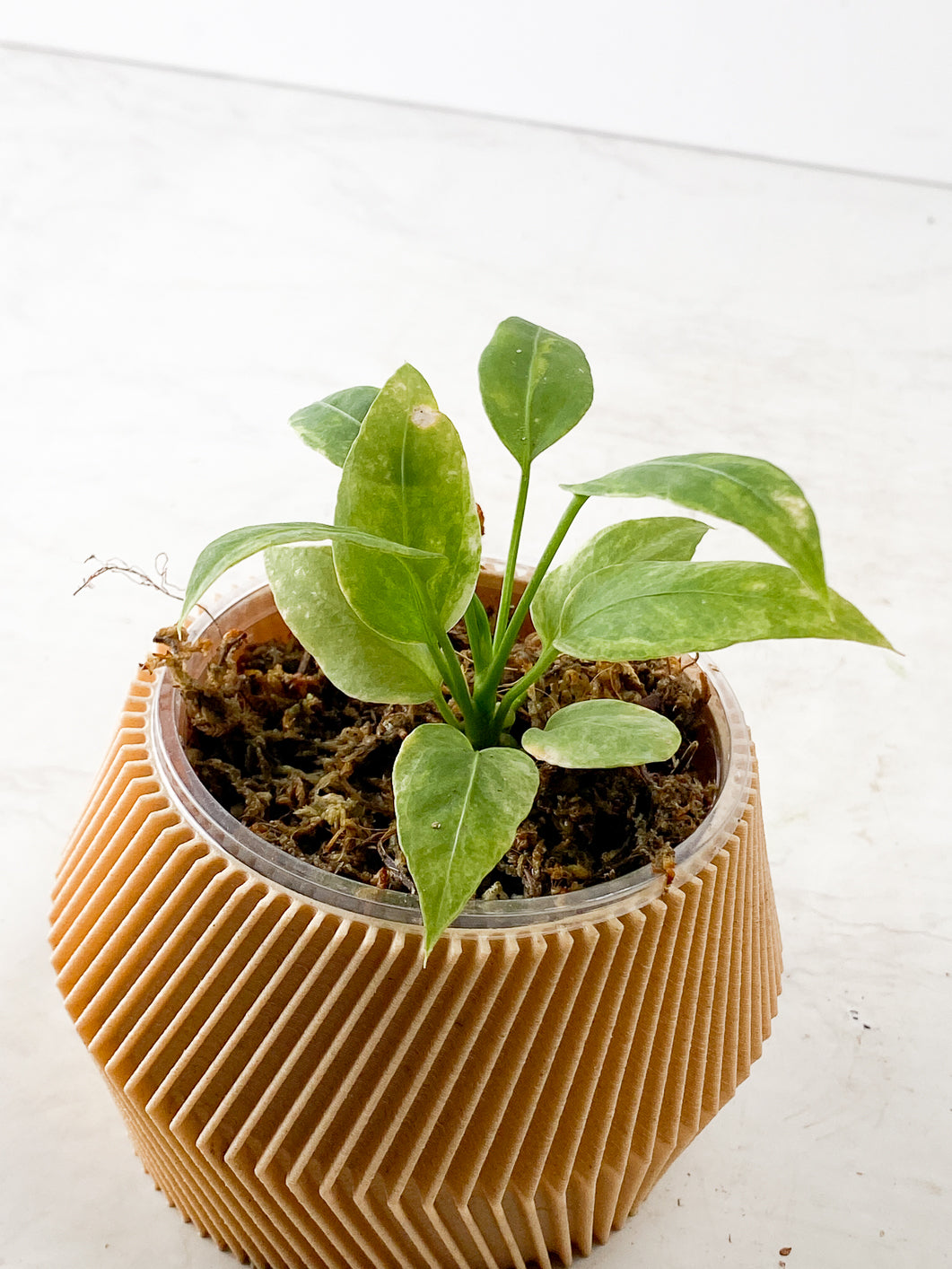 Anthurium Vittarifolum variegated  Rooted