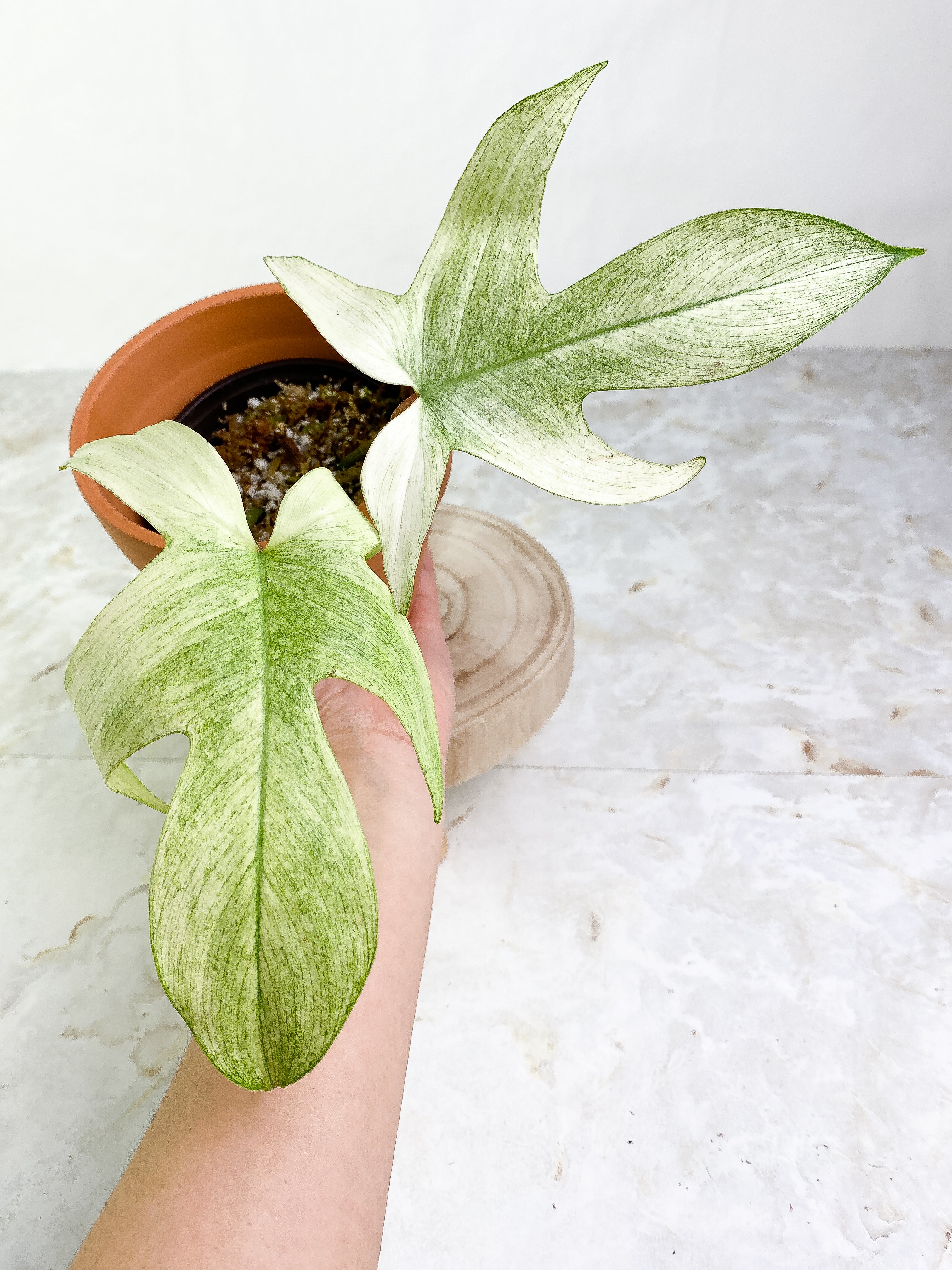 Philodendron ghost mint 2 leaves 1 sprout Rooting