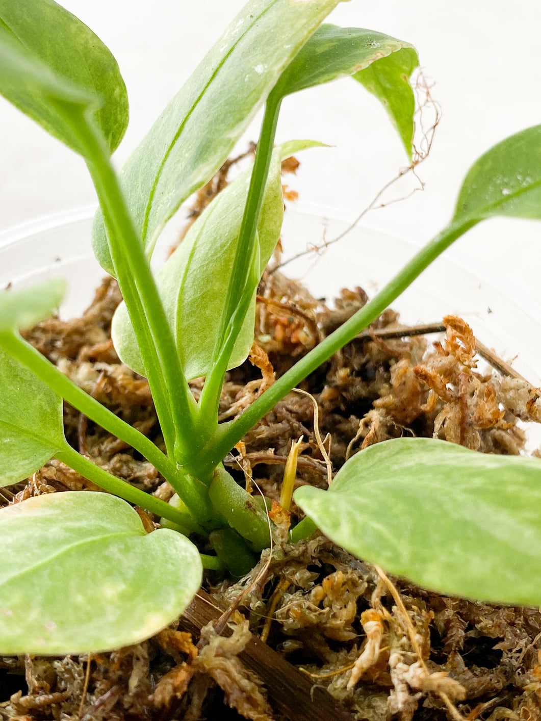 Anthurium Vittarifolum variegated  Rooted