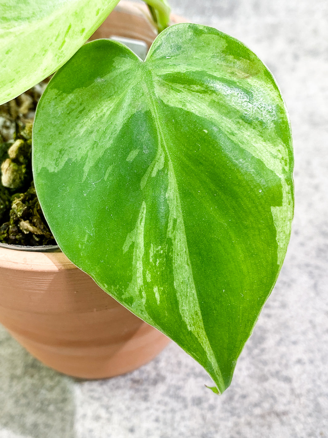 Philodendron Hederaceum variegated 3 leaves 1 sprout fully rooted