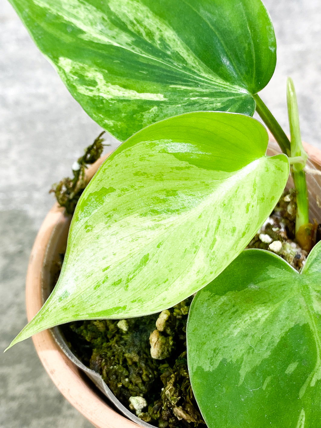 Philodendron Hederaceum variegated 3 leaves 1 sprout fully rooted