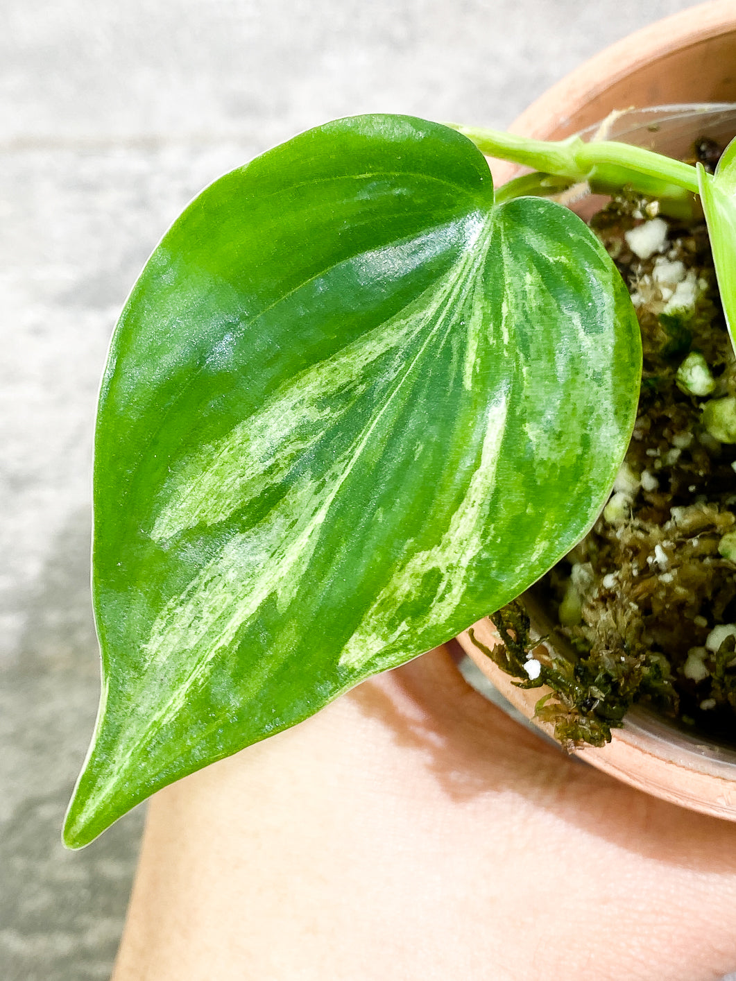 Philodendron Hederaceum variegated 3 leaves 1 sprout fully rooted