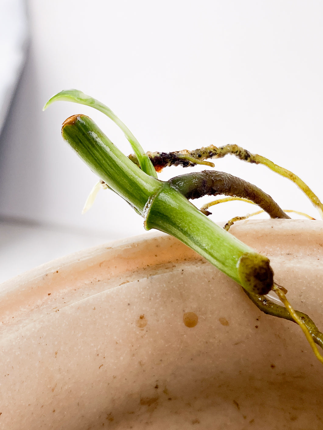 Monstera Adansonii Archipelago 2 sprouts