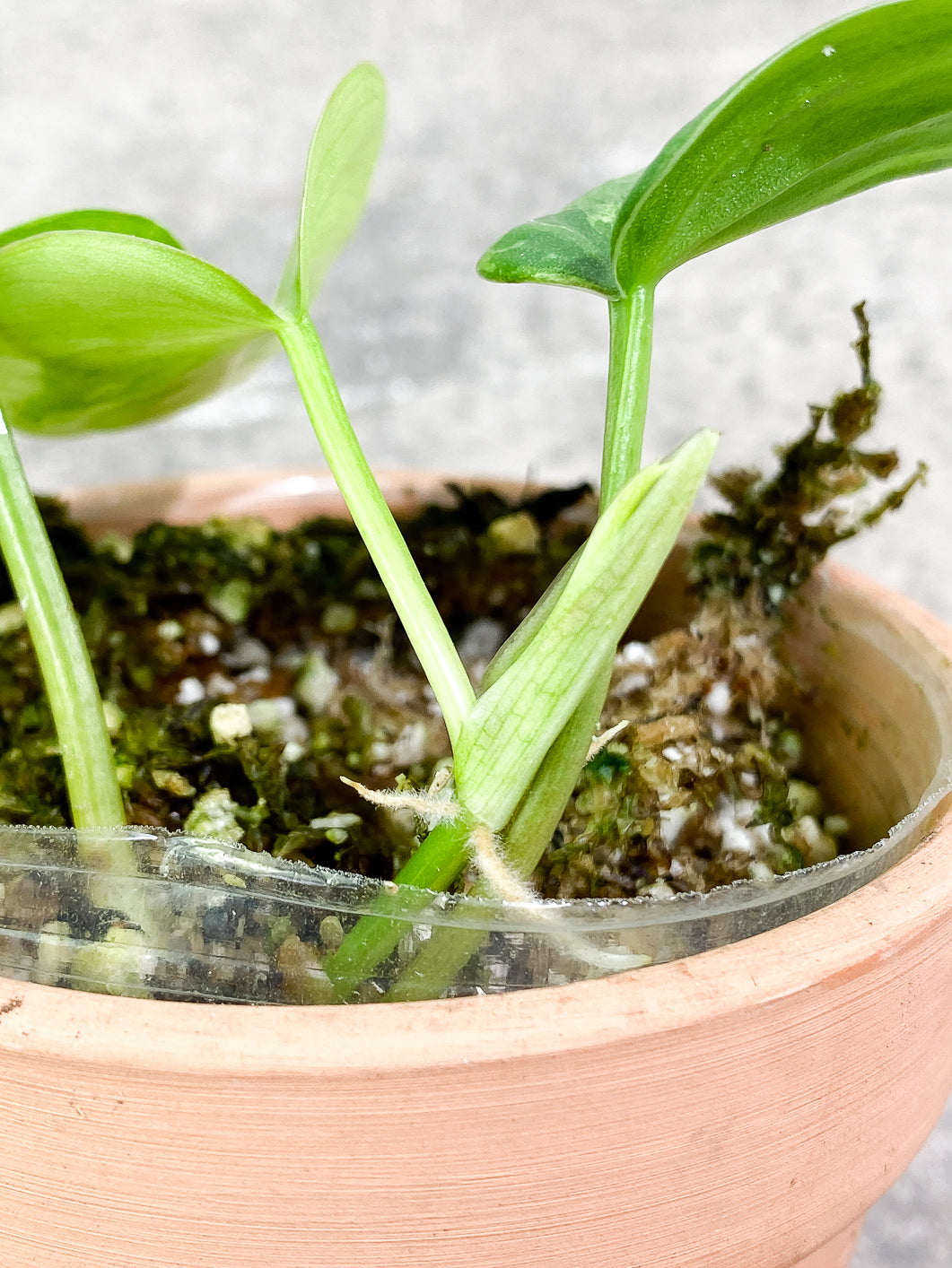 Philodendron Hederaceum variegated 3 leaves 1 sprout fully rooted