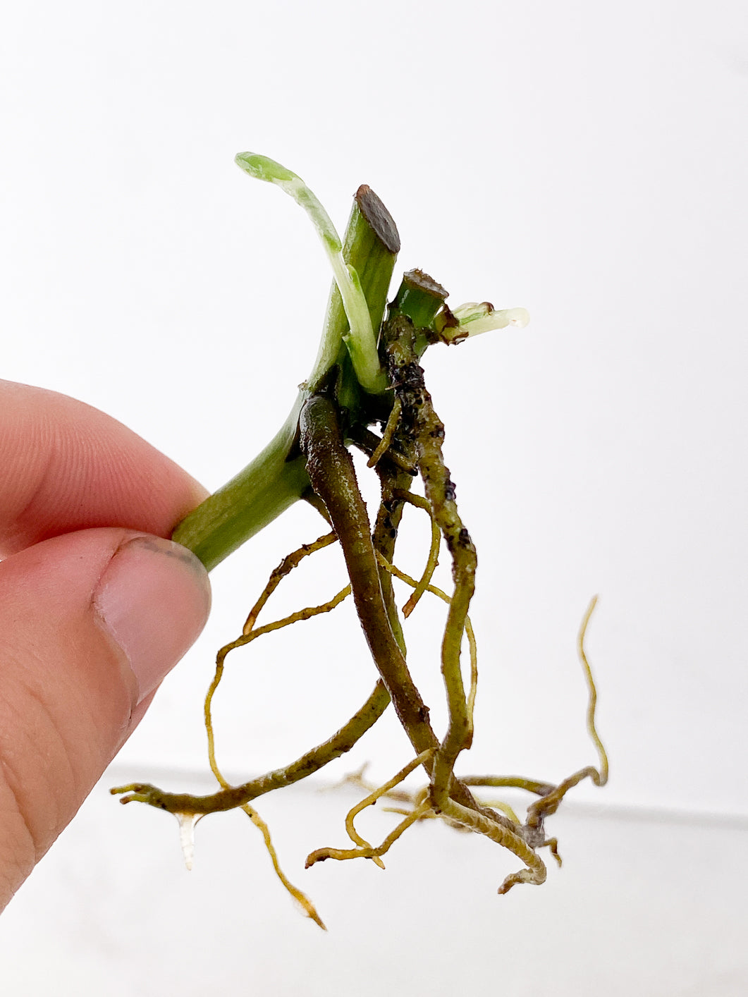 Monstera Adansonii Archipelago 2 sprouts