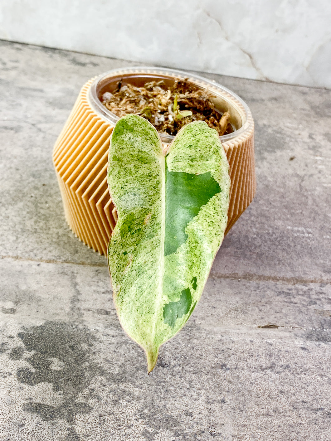 Philodendron Burle Marx Variegated Mint 1 leaf 1 sprout Slightly Rooted