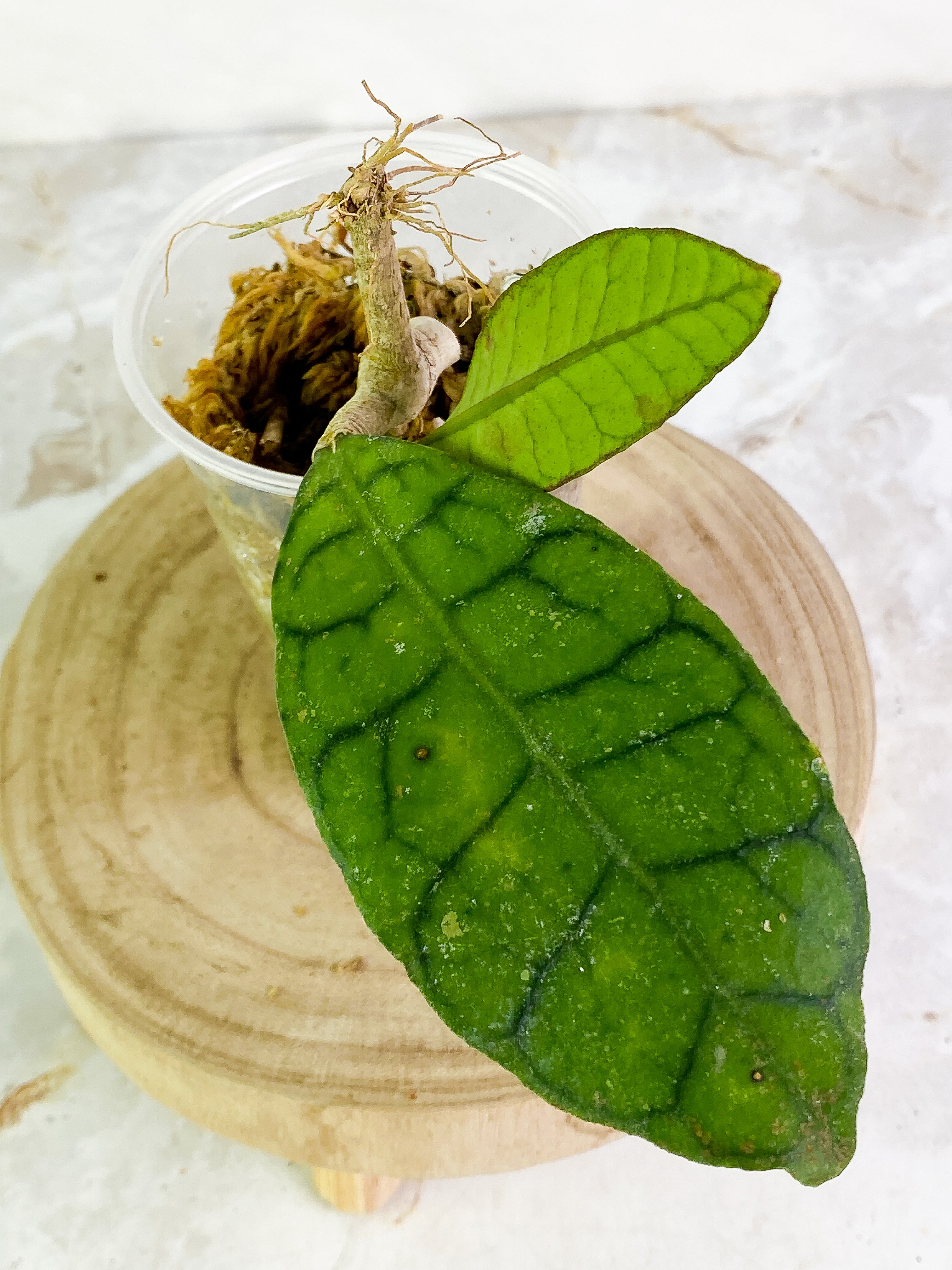 Hoya Gunung Gading Slightly Rooted 2 leaves