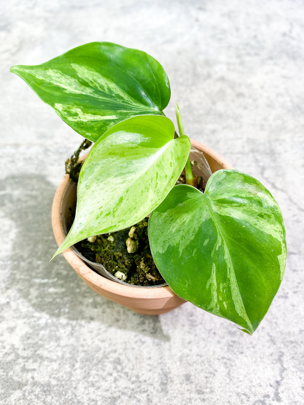 Philodendron Hederaceum variegated 3 leaves 1 sprout fully rooted