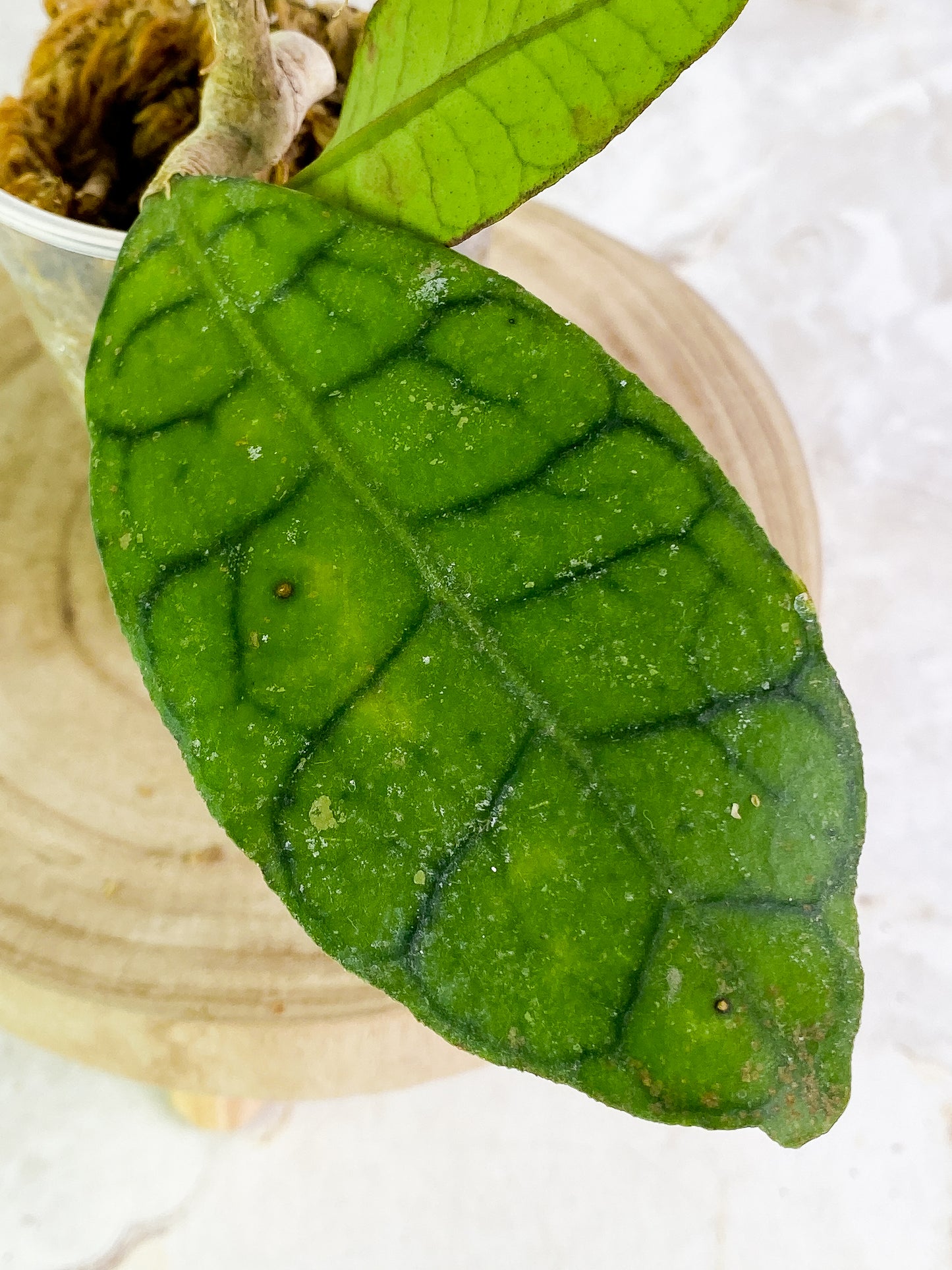 Hoya Gunung Gading Slightly Rooted 2 leaves