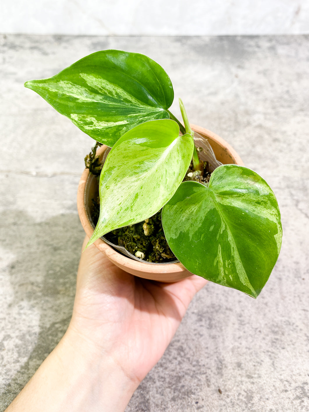 Philodendron Hederaceum variegated 3 leaves 1 sprout fully rooted